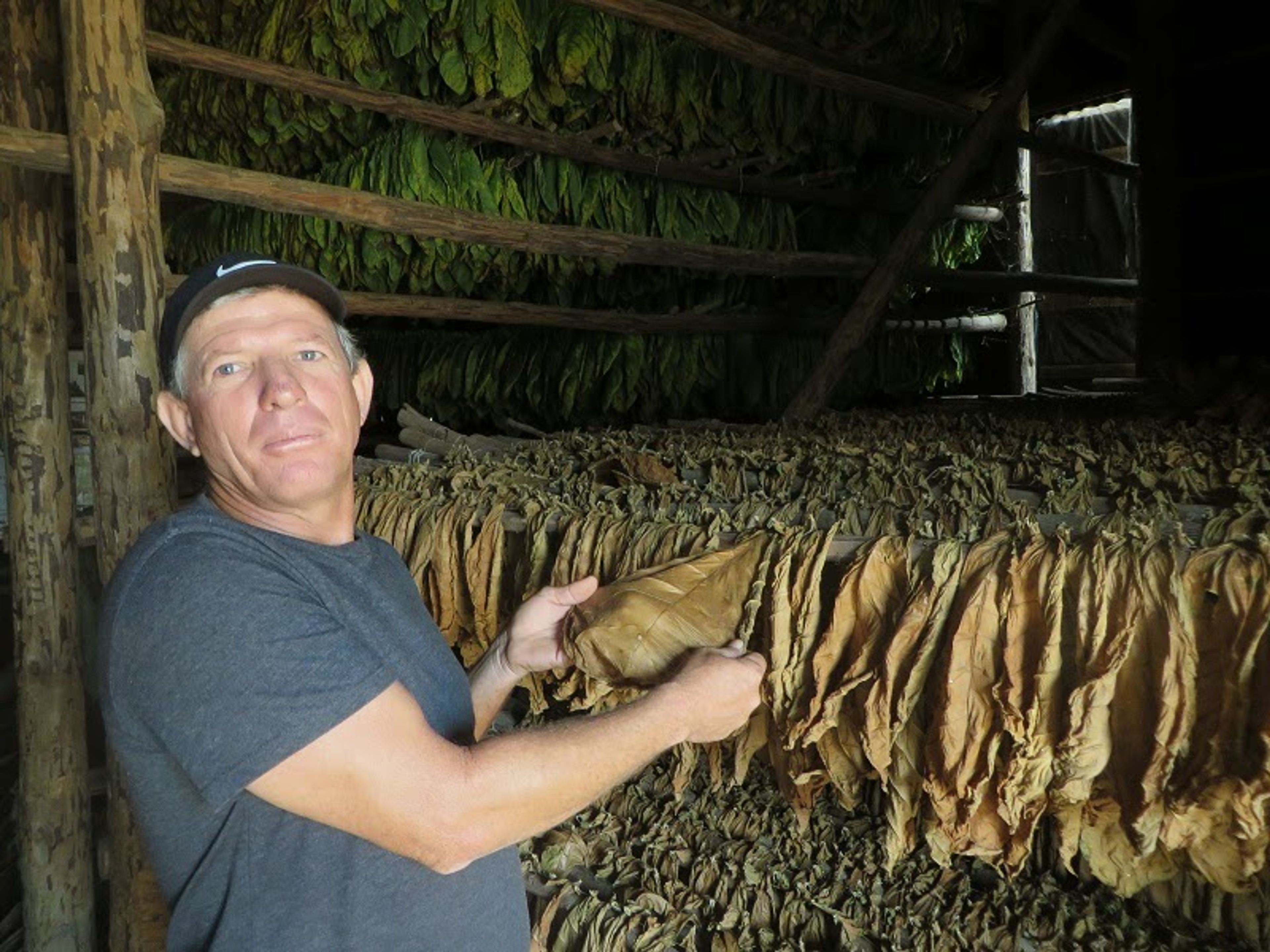 La tournée "LES SECRETS DU TABAC". A tobacco sorting place where only ladies classified the leaves according to the size and the quality, San Juan Martinez valley, Pinar del Río