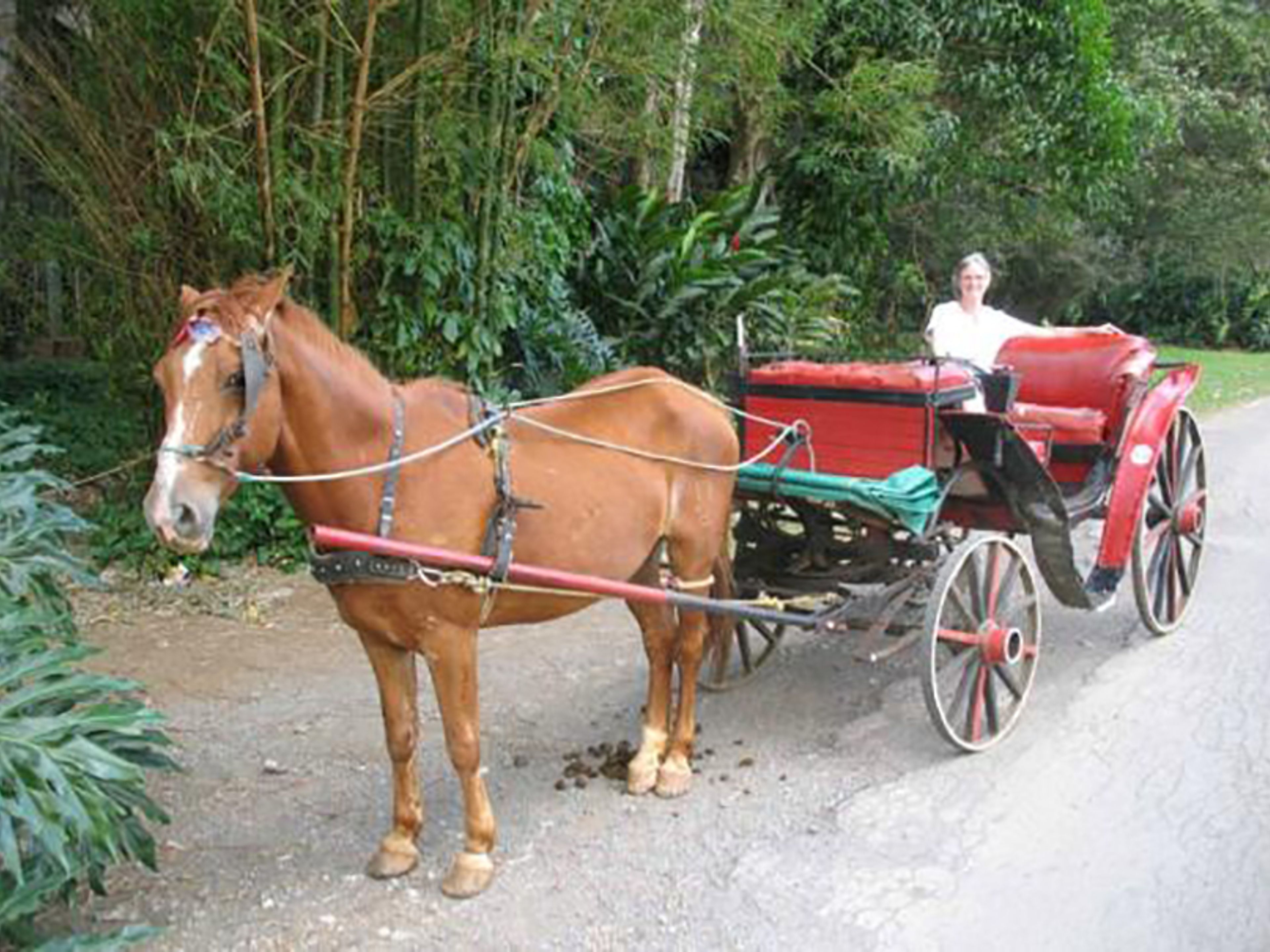 "Carrozze coloniali a Viñales, Sogni i segreti del tour della valle". Tour in Colonial Carriage in Viñales, Dreaming the Secrets of the Valley.