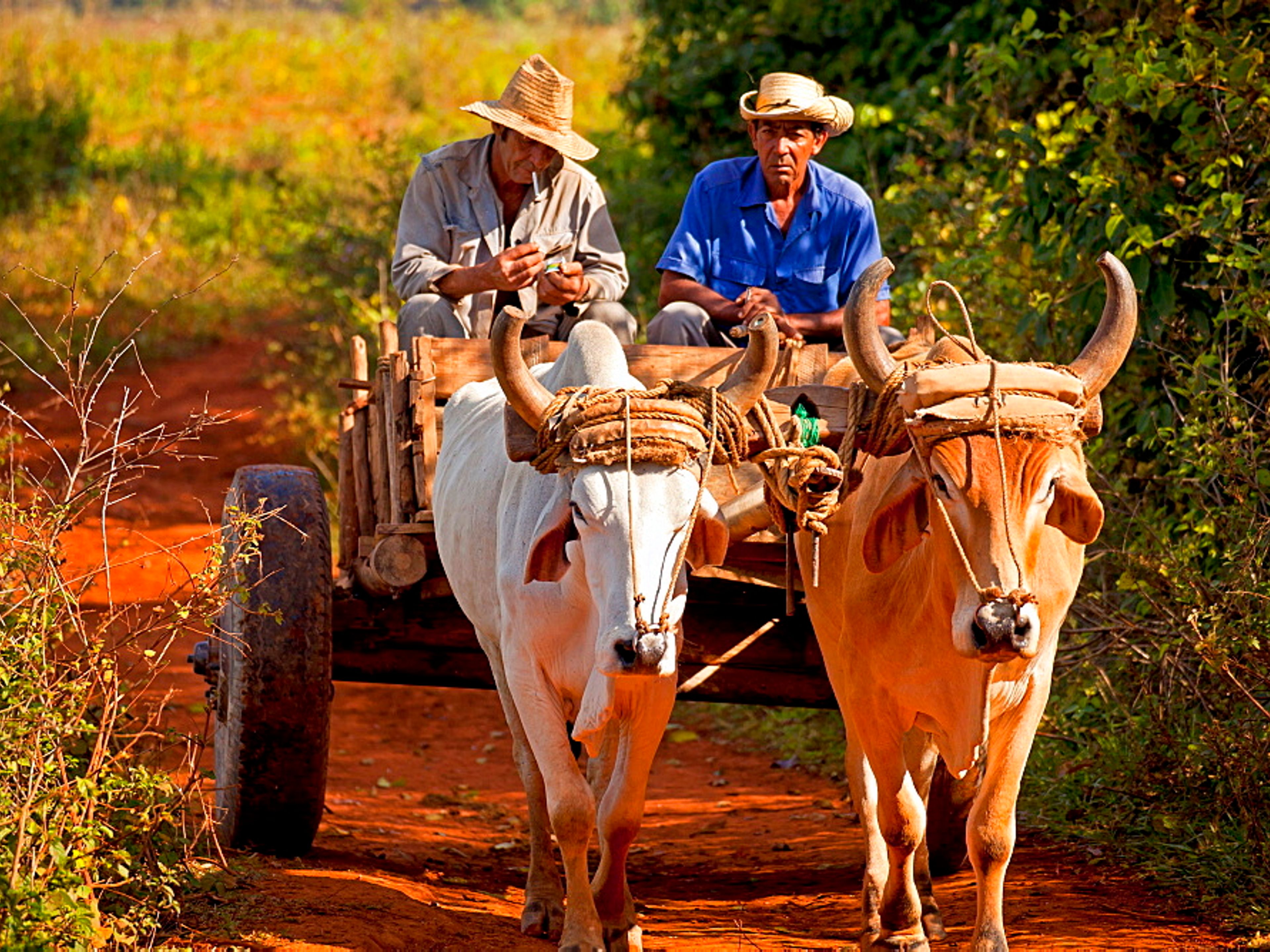 Excursão "COLONIAL CARRIAGE IN VIÑALES, SONHANDO COM OS SEGREDOS DO VALE". Traditions and customs, Viñales valley National Park, Pinar del Río