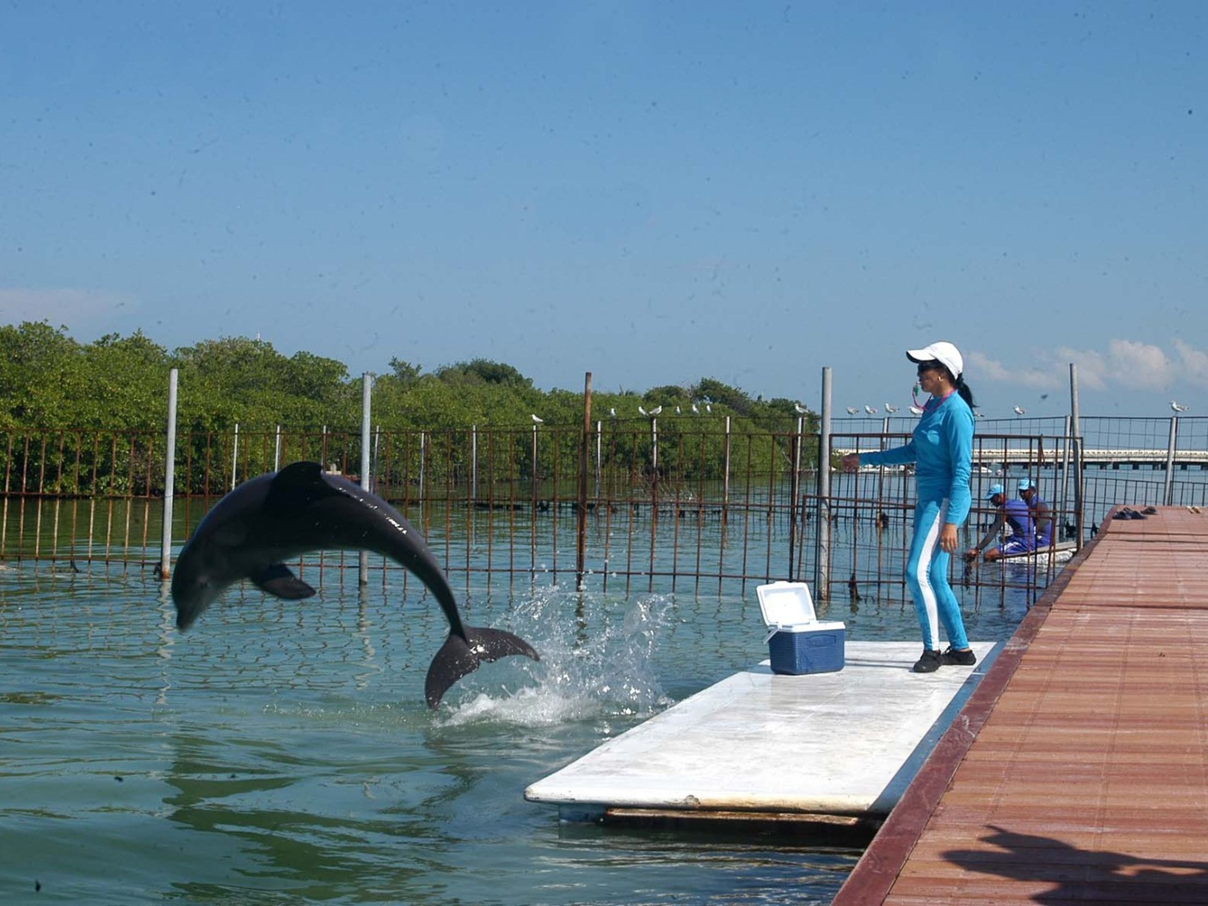 Excursão “JEEP SAFARI PILAR“. Interacting with the Dolphins at Cayo Guillermo dolphinarium