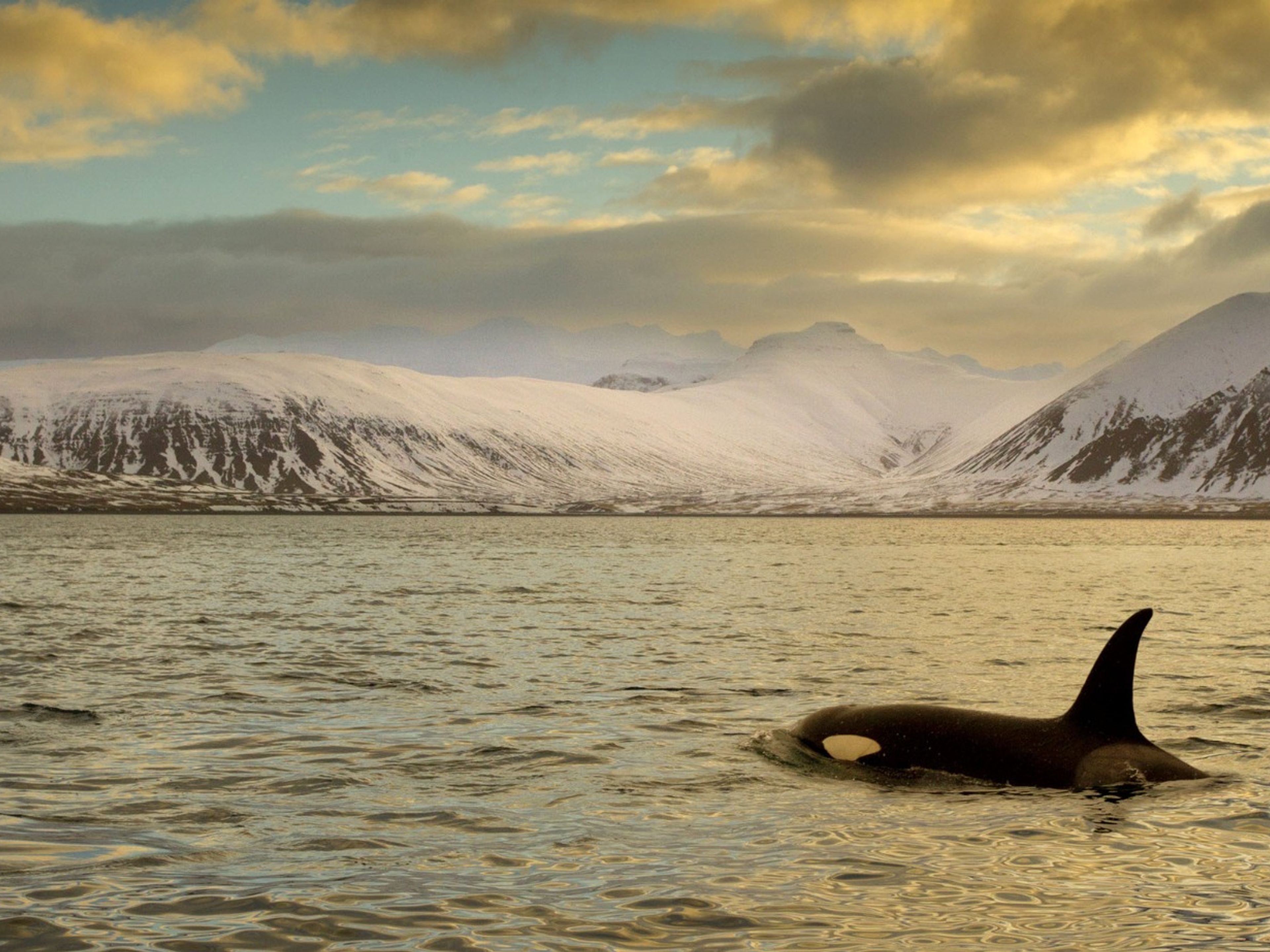 Excursão Privada "CÍRCULO DE PRATA + BANHOS DO CANYON". Hvalfjörður bay panoramic view, also known as "the whale fjord", Iceland.