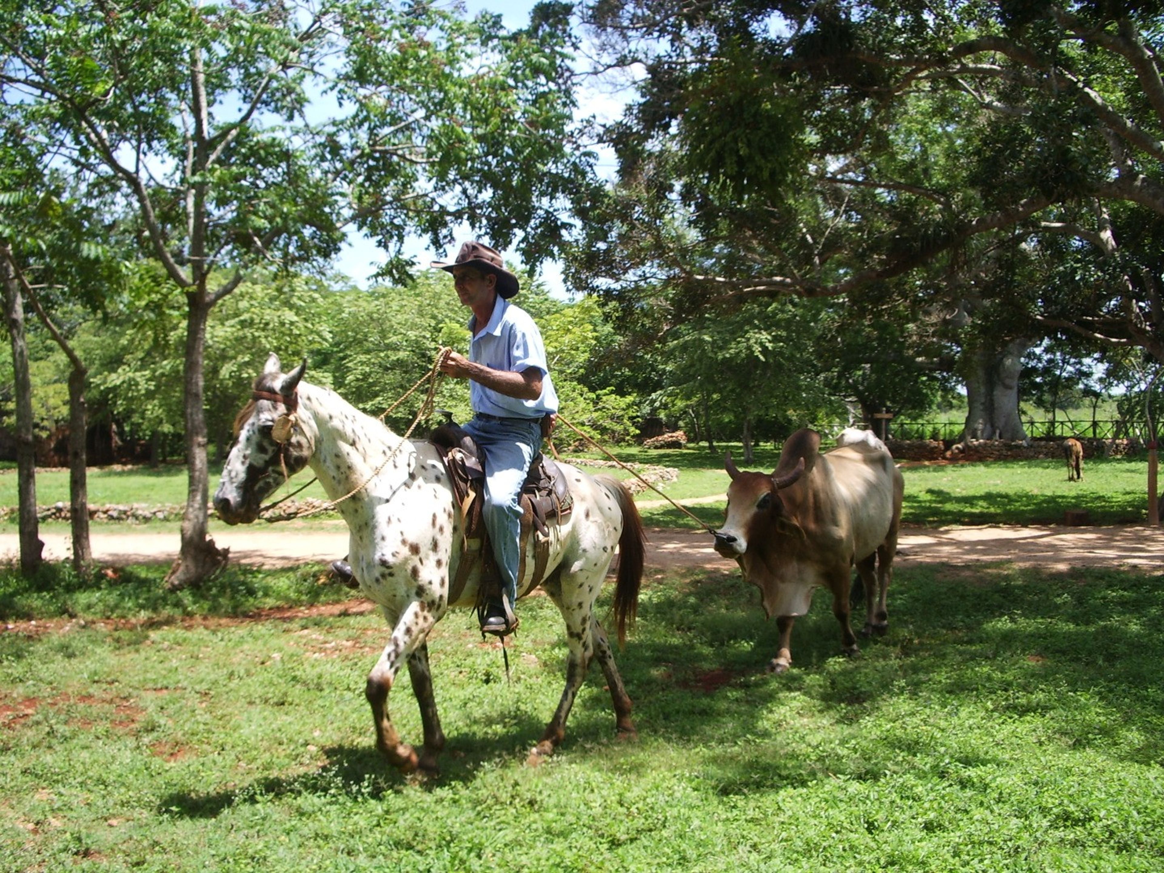 Jeep Safari "NATURE TOUR EXKLUSIVE HAVANNA 4X4 (VON VARADERO)". Horse rides at Dionisia farm, Yumuri valley, Matanzas