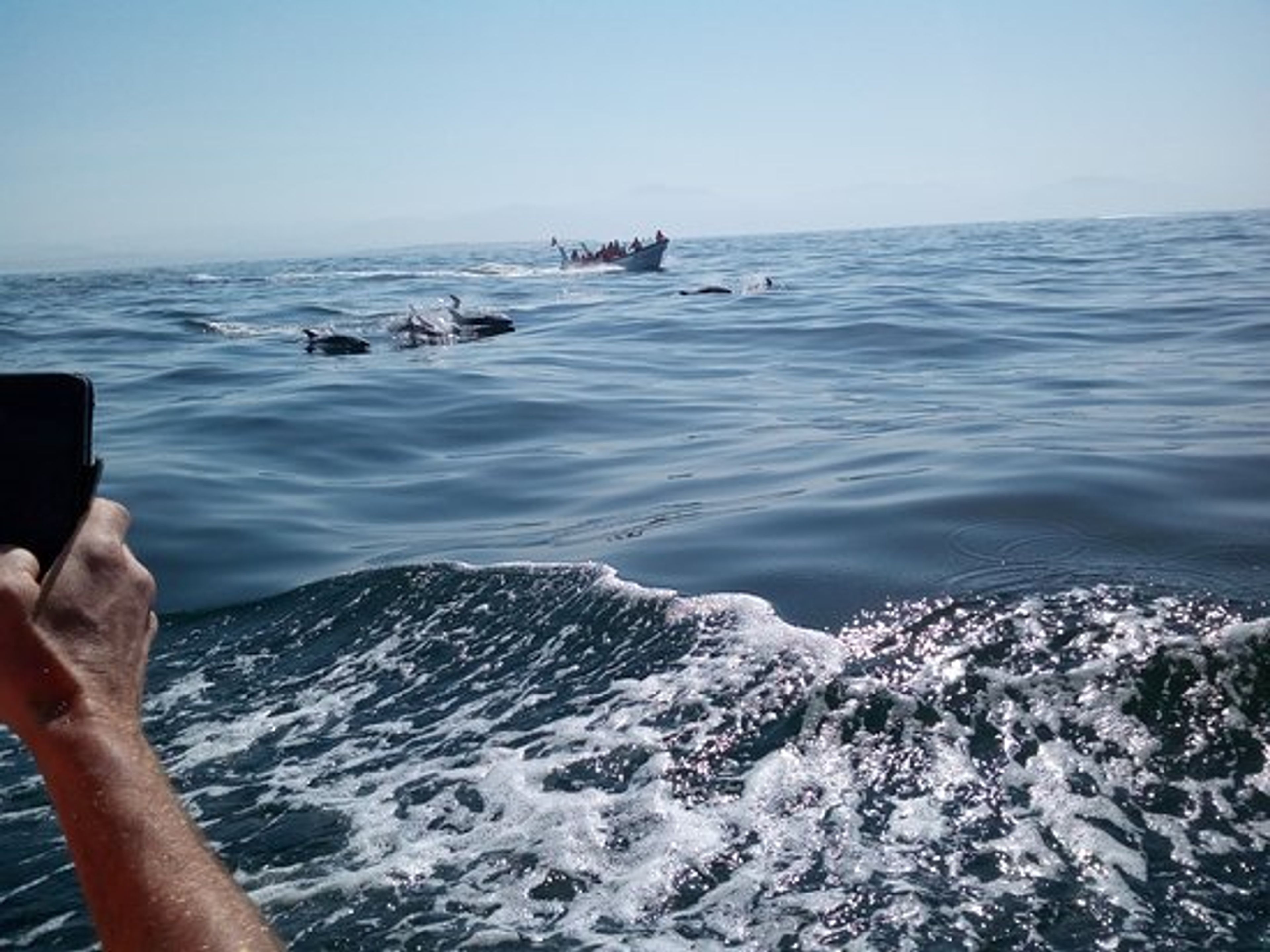 EXCURSIÓN “CONOCIENDO A LOS DELFINES EN ISLA DAMAS”. Knowing the Dolphins in Isla Dama, Coquicombo region, Chile