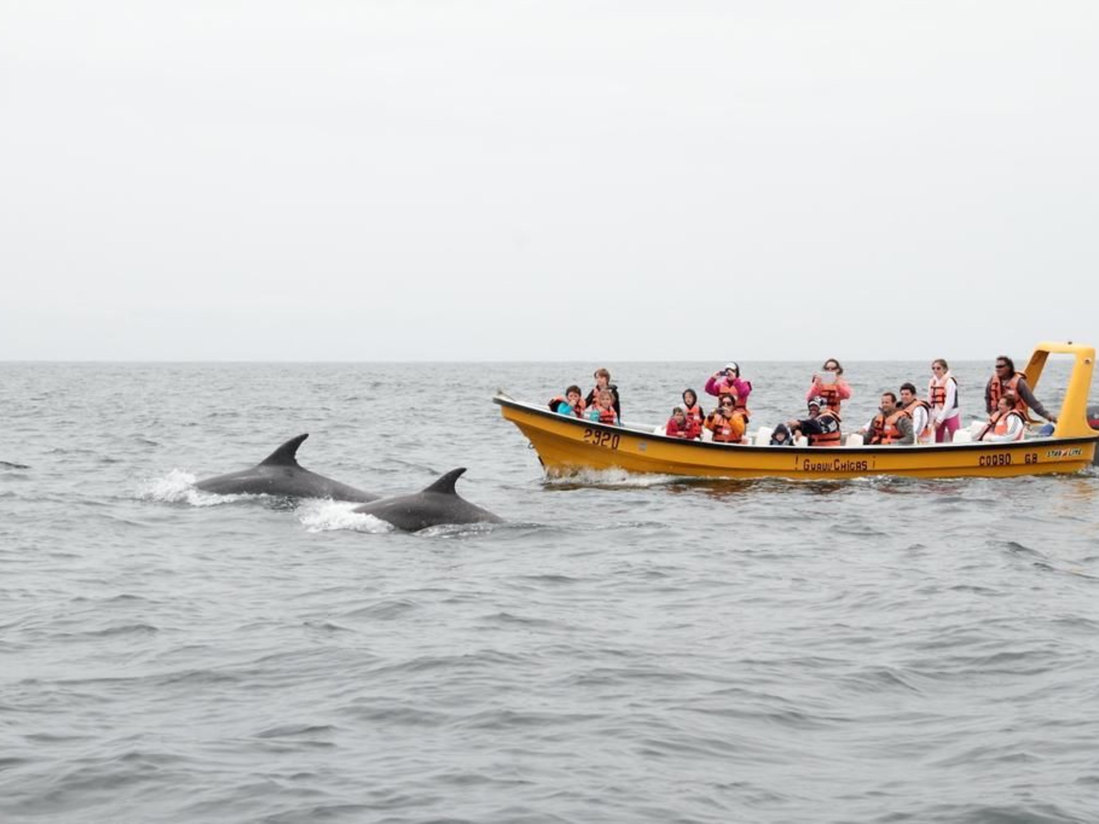 EXCURSIÓN “CONOCIENDO A LOS DELFINES EN ISLA DAMAS”. Knowing the Dolphins in Isla Dama, Coquicombo region, Chile