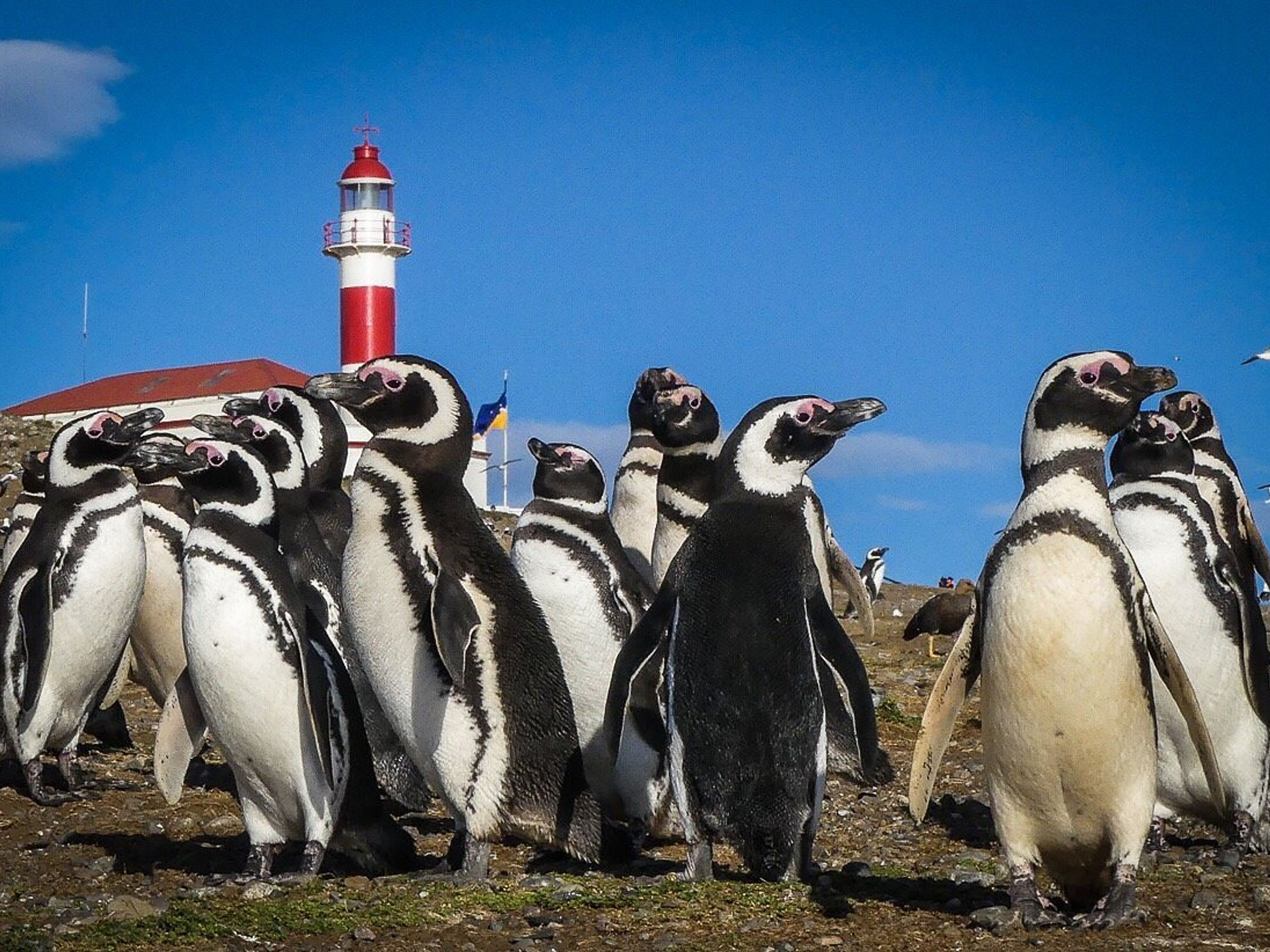 Tour "NAVIGATION SUR L'ÎLE MAGDALENA - MONUMENT NATUREL LOS PINGÜINOS (DEMI-JOURNÉE)"