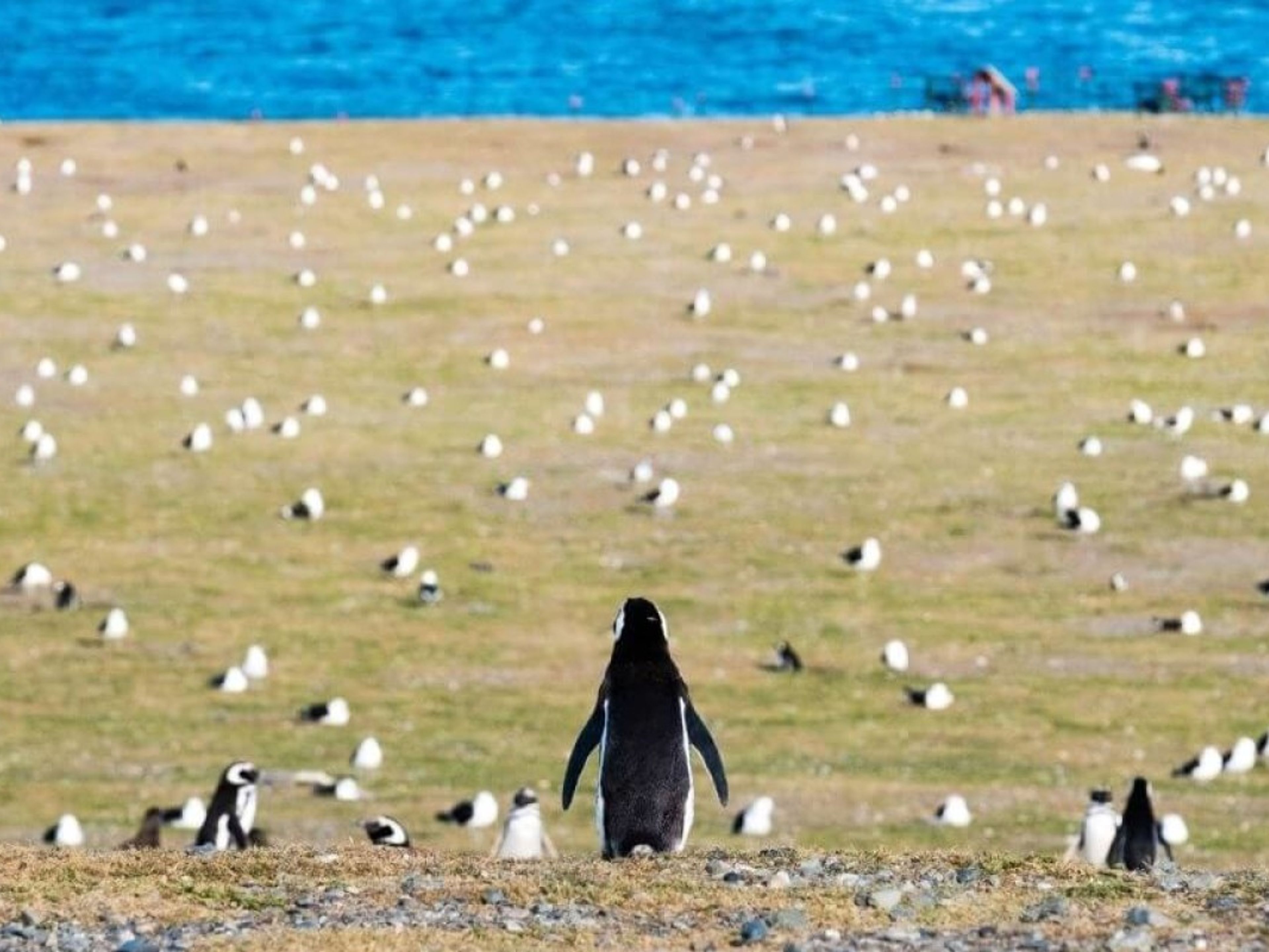 TOUR “COLÔNIA DE PINGUIM NA ILHA DE MADALENA”.