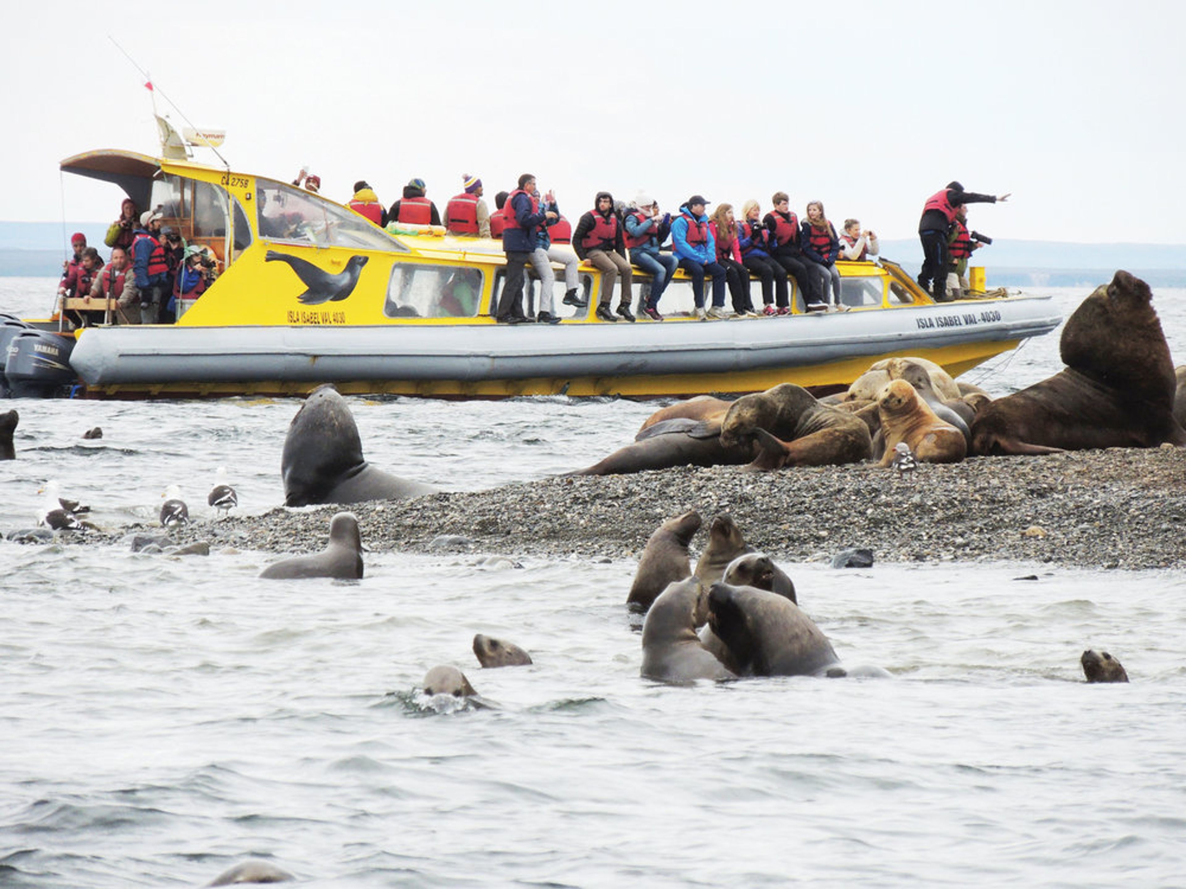 TOUR “COLÔNIA DE PINGUIM NA ILHA DE MADALENA”.. null