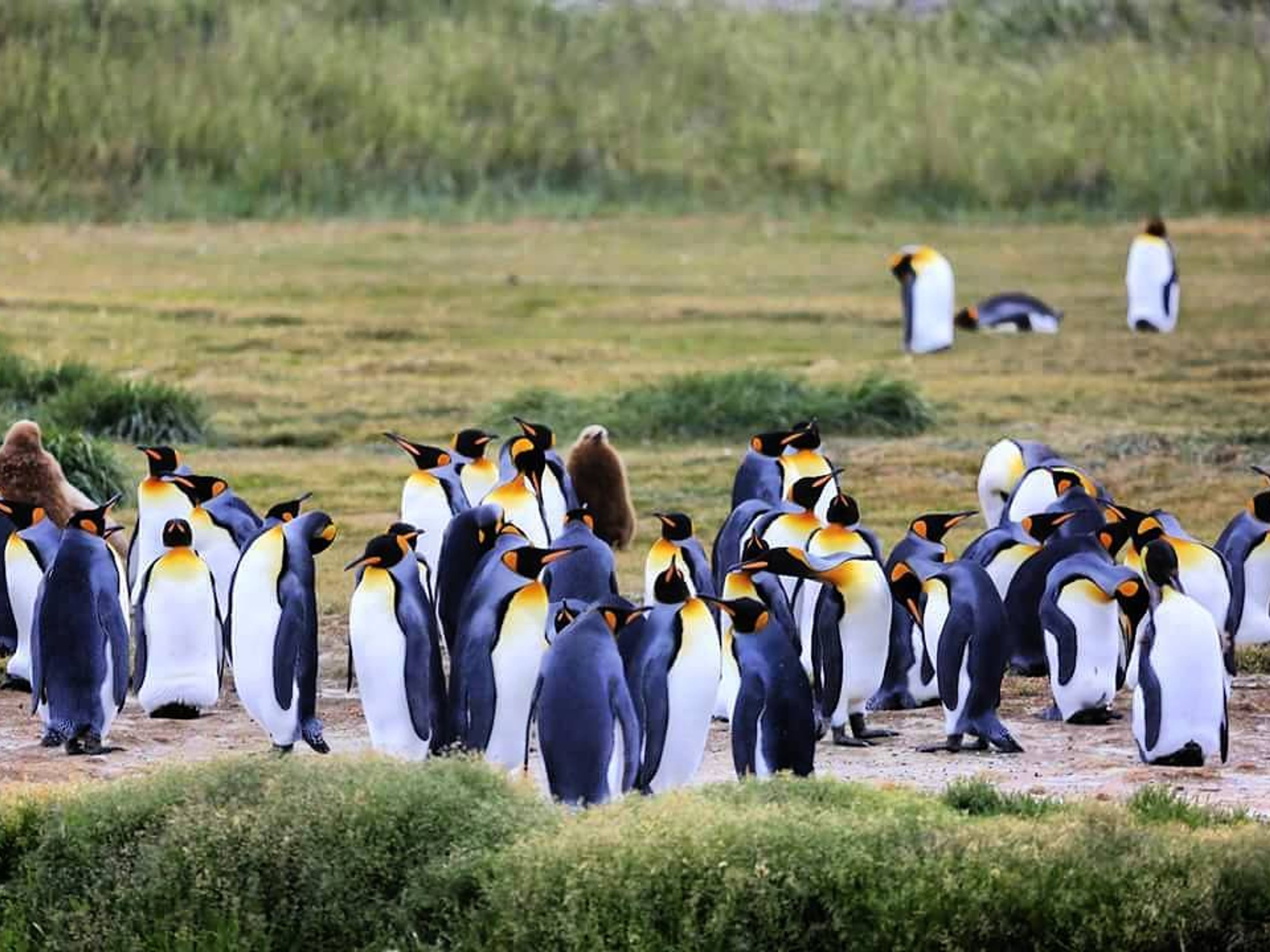 Tour "NAVIGATION SUR L'ÎLE MAGDALENA - MONUMENT NATUREL LOS PINGÜINOS (DEMI-JOURNÉE)". "MAGDALENA ISLAND NAVIGATION - LOS PINGÜINOS NATURAL MONUMENT (HALF DAY)" Tour, STRAIT OF MAGELLAN, CHILE.