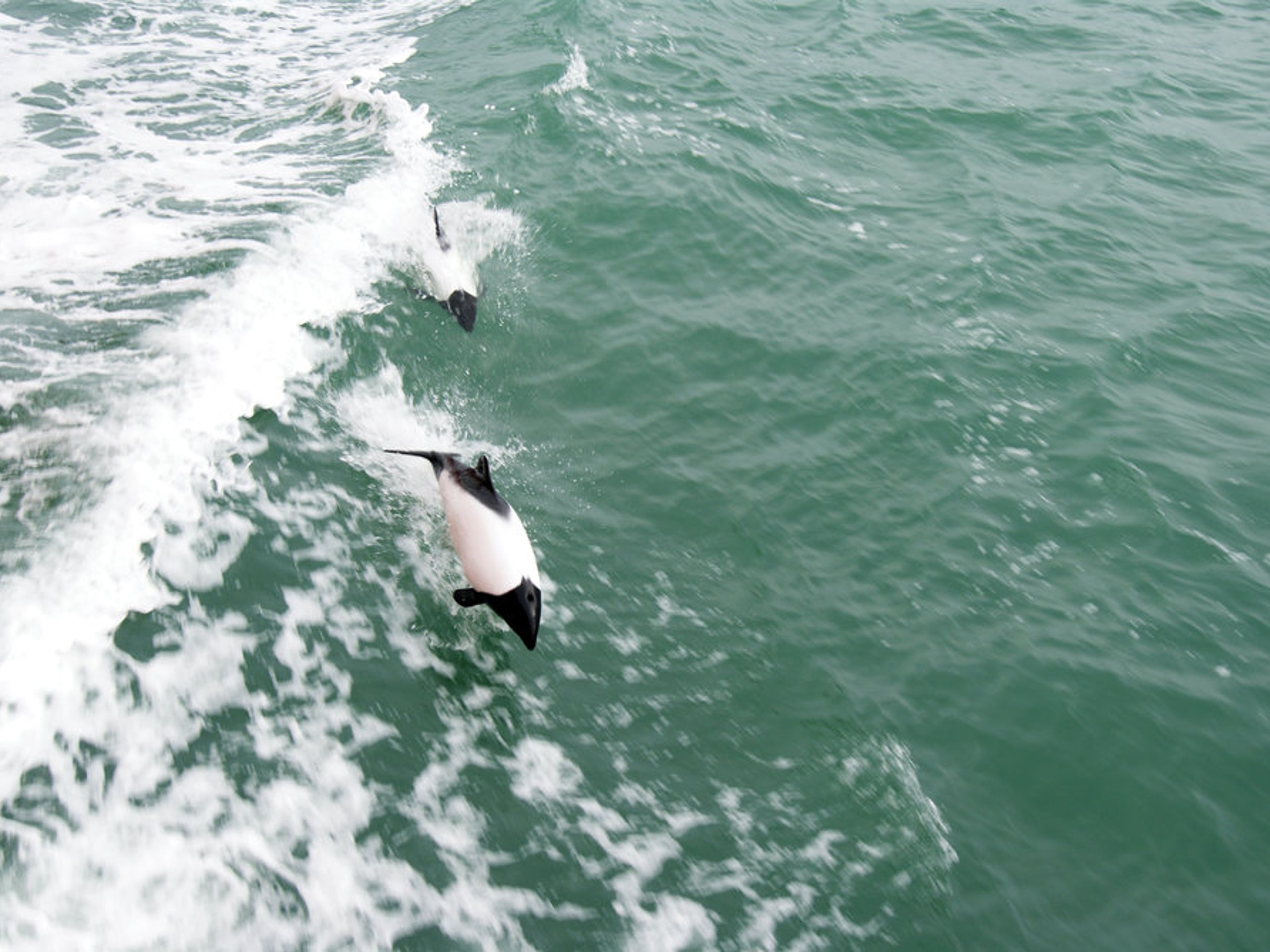 TOUR “COLÔNIA DE PINGUIM NA ILHA DE MADALENA”.. null