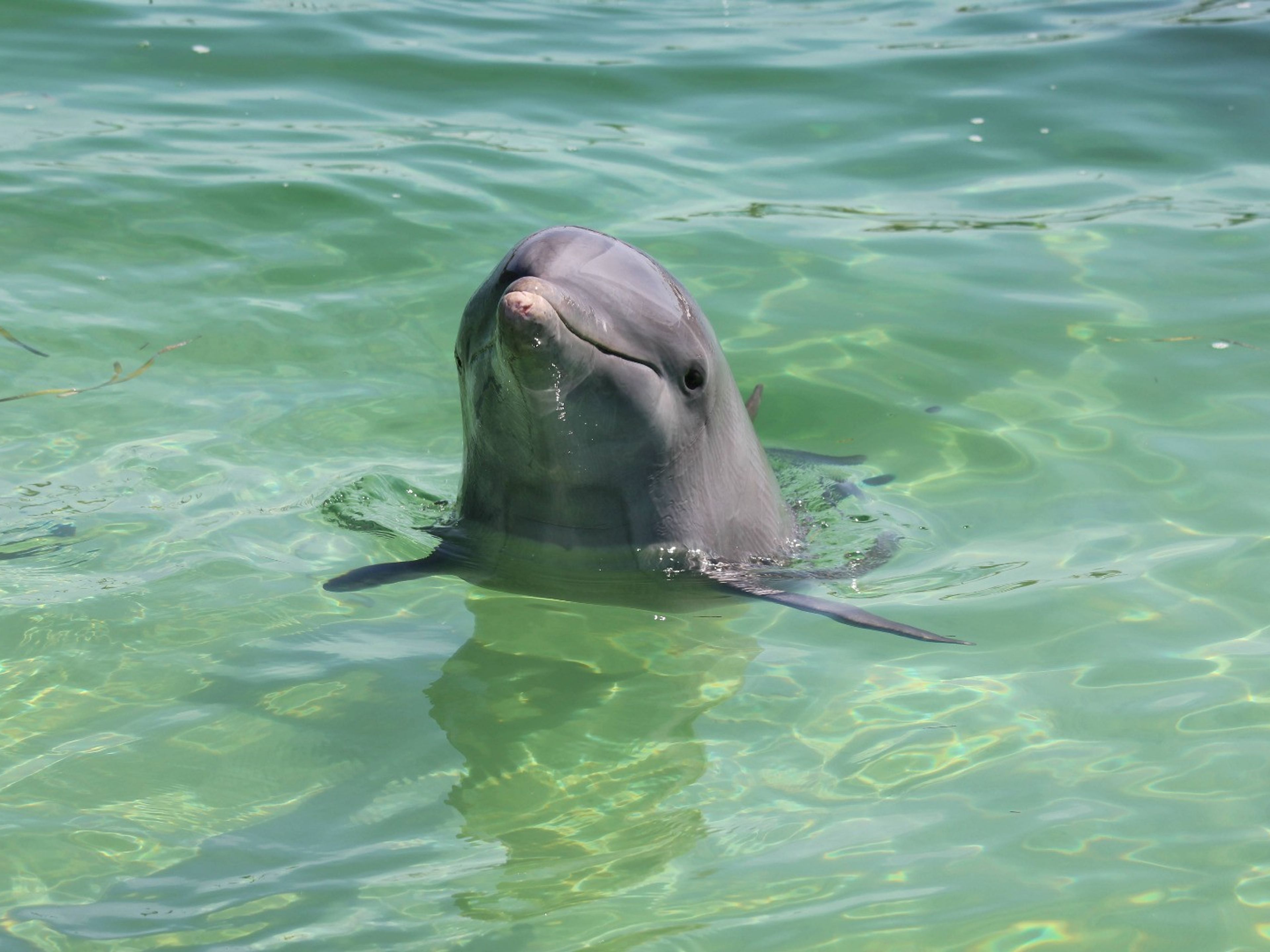 Excursão "ÚNICA SEAFARI (COM GOLFINHOS)". Interacting with the Dolphins at Cayo Guillermo dolphinarium