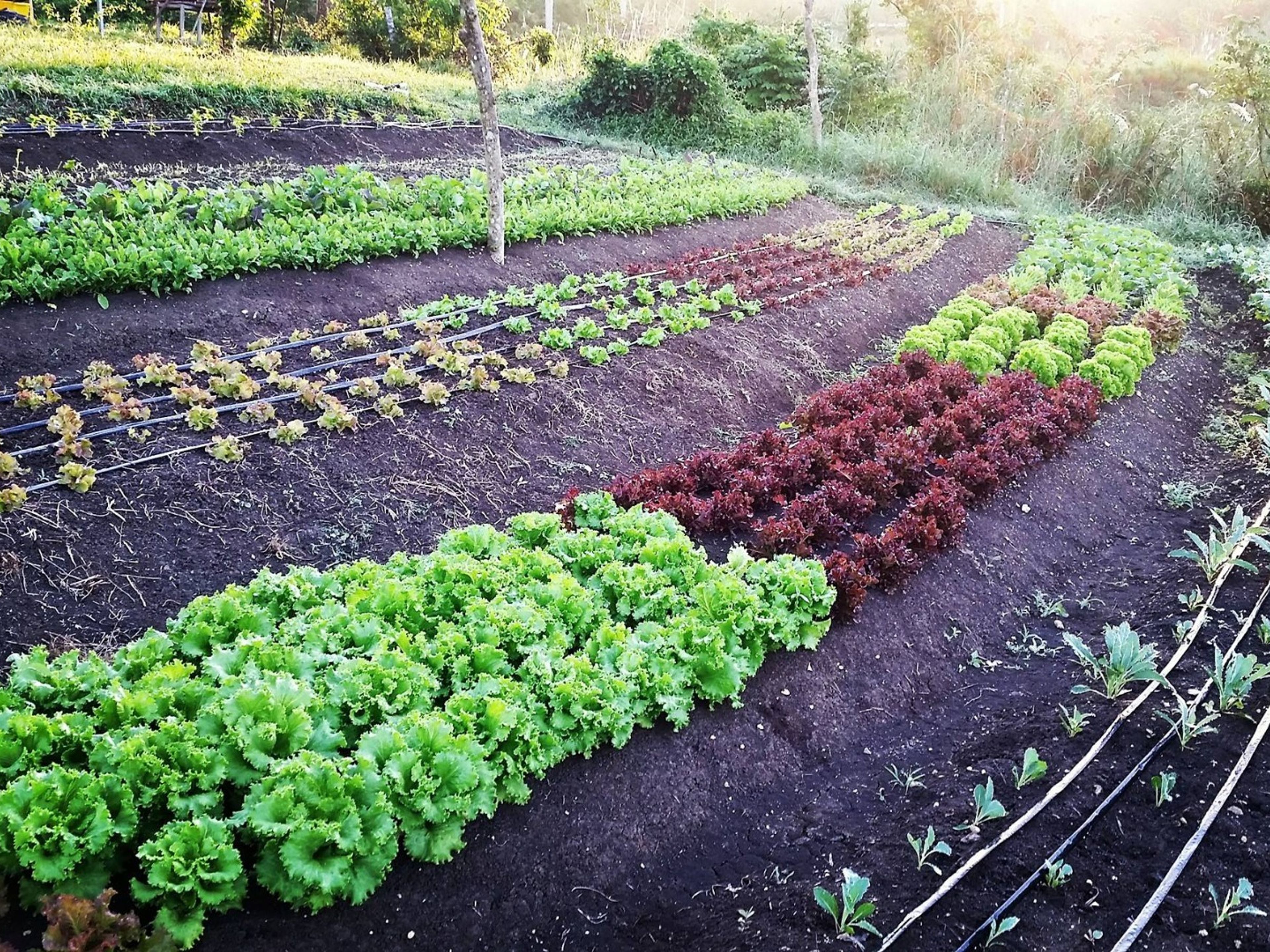 Tour "Cuba Rural". Vista Hermosa Organic Farm, Guanabacoa, Havana, Cuba. "Rural Cuba" Tour