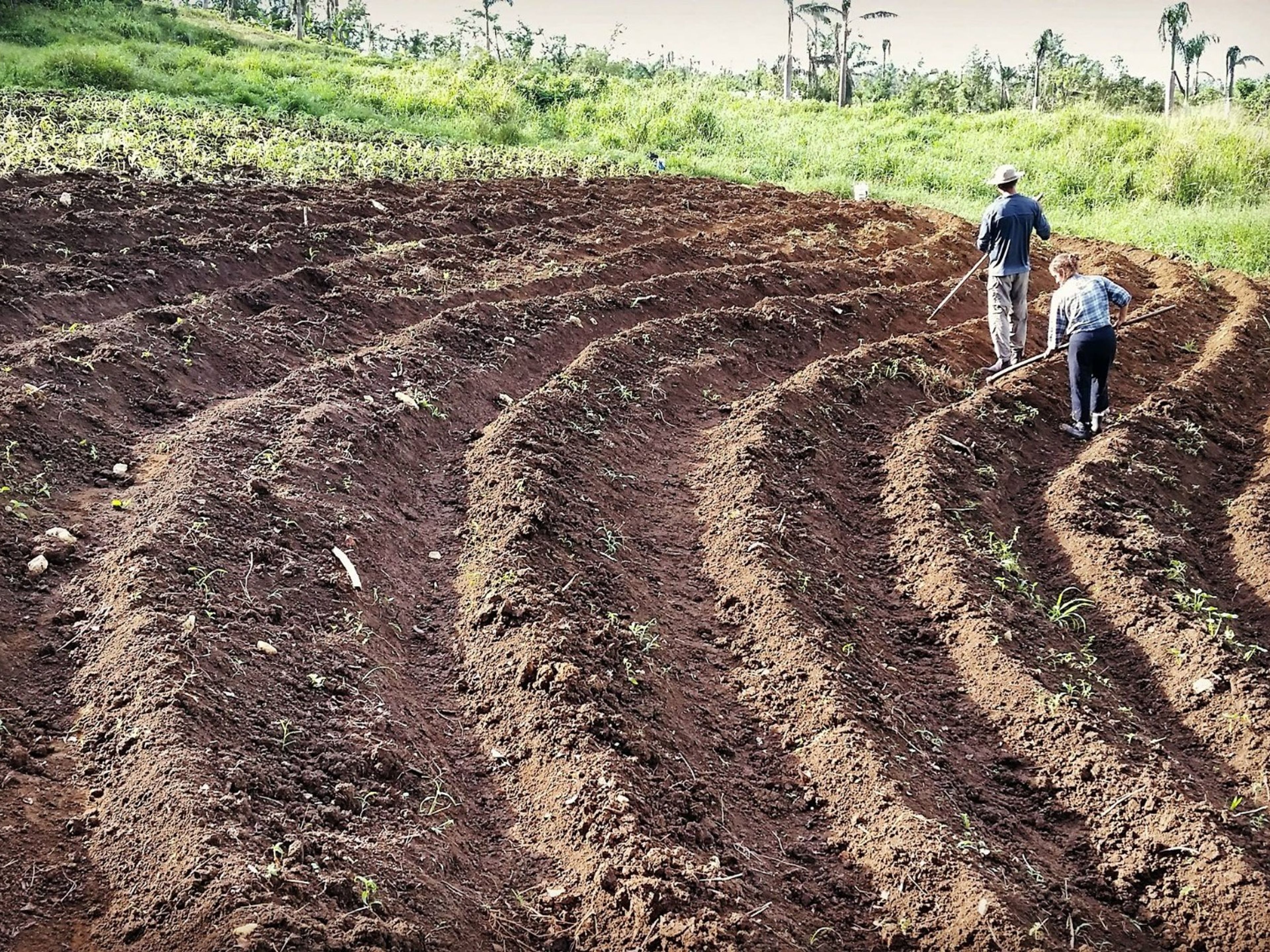 Tour "Cuba Rural". Vista Hermosa Organic Farm, Guanabacoa, Havana, Cuba. "Rural Cuba" Tour
