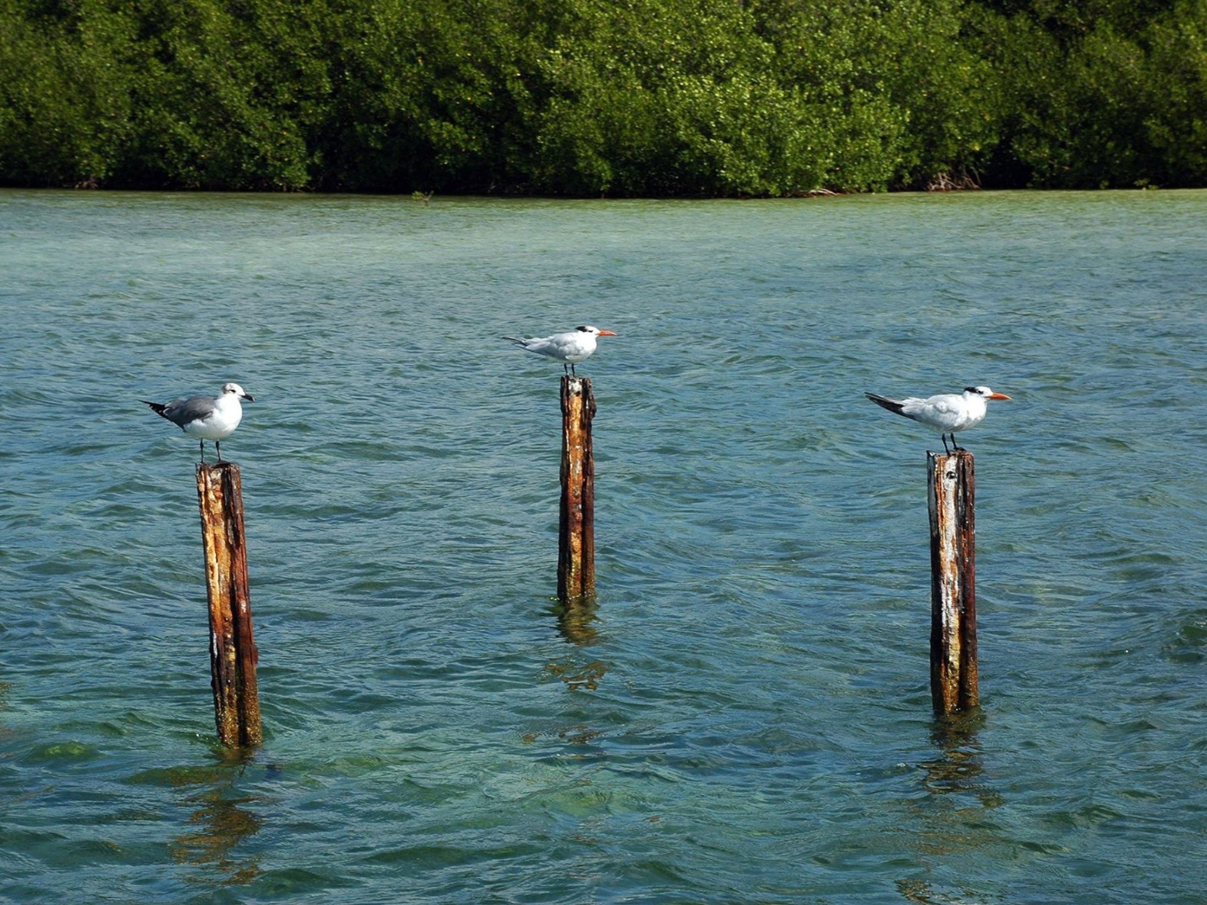 Tour "ISOLA PARADISO". null