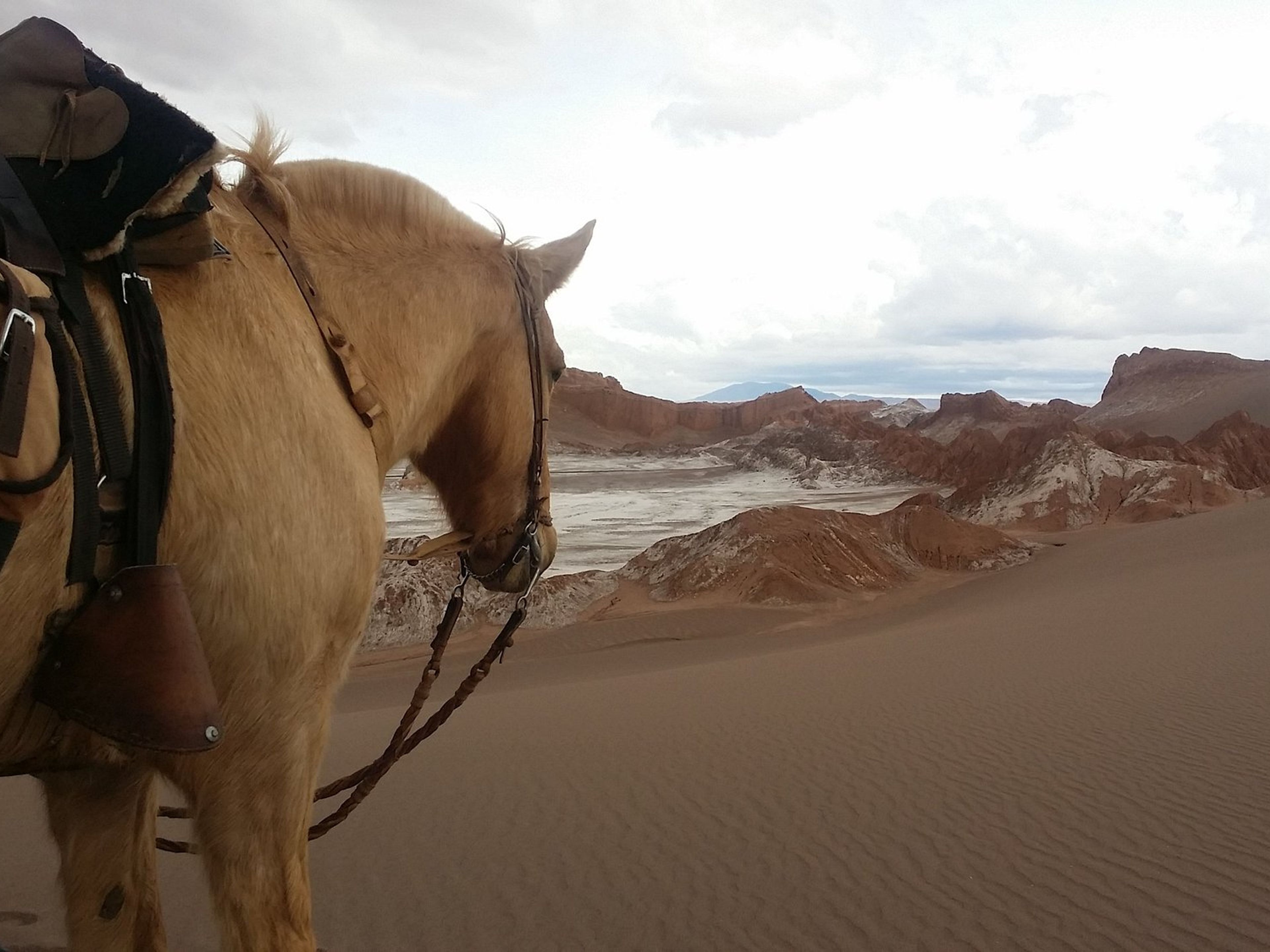 Tour PREMIUM "RANDONNÉE À CHEVAL À SAN PEDRO DE ATACAMA". "HORSEBACK RIDING IN SAN PEDRO DE ATACAMA" PREMIUM Tour, San Pedro de Atacama, Chile. 