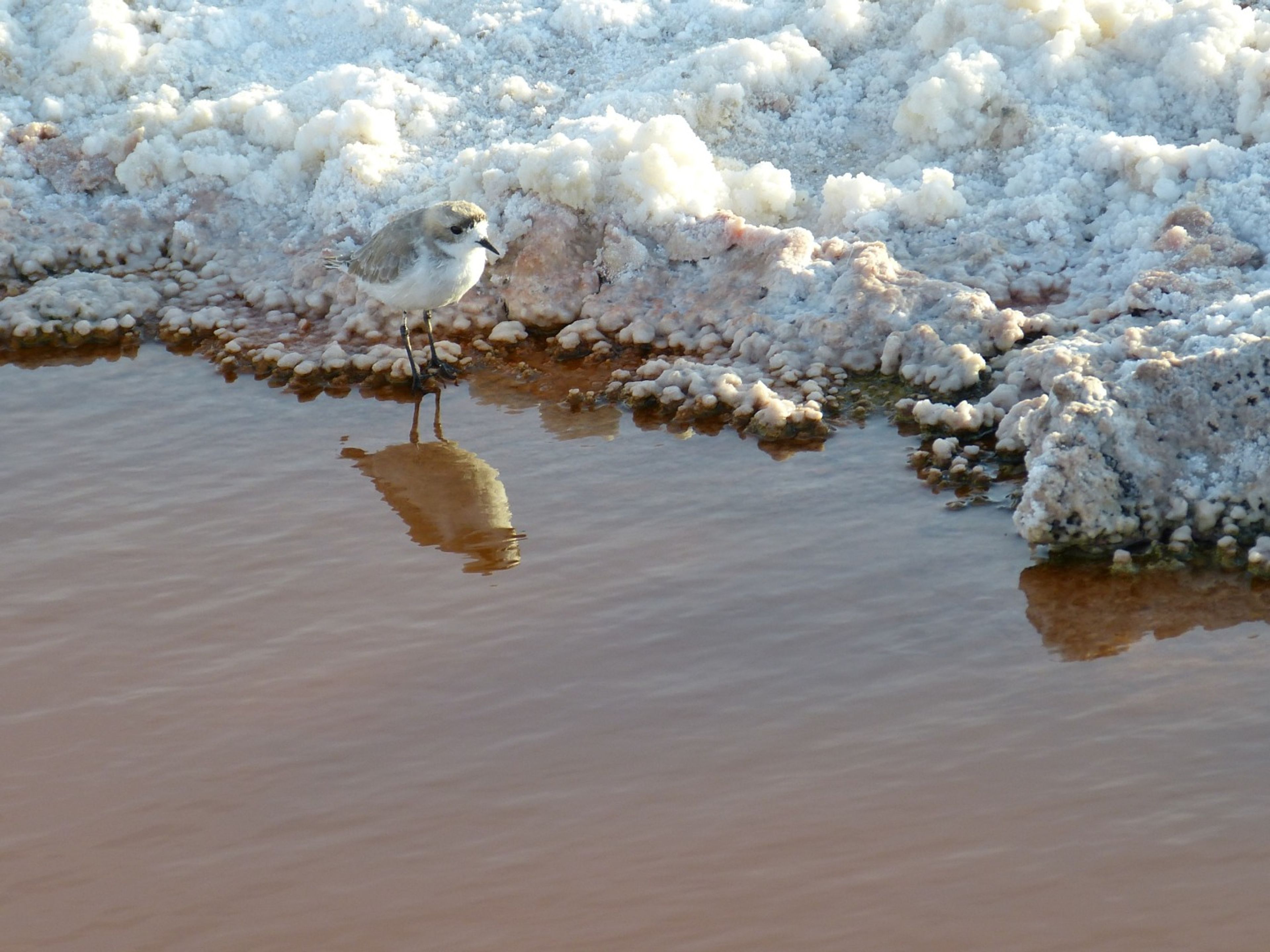 EXCURSION "ATACAMA SALT FLAT AND ALTIPLANIC LAGOONS BY MOTORCYCLE. Atacama salt flat, Antofagasta region, Chile.