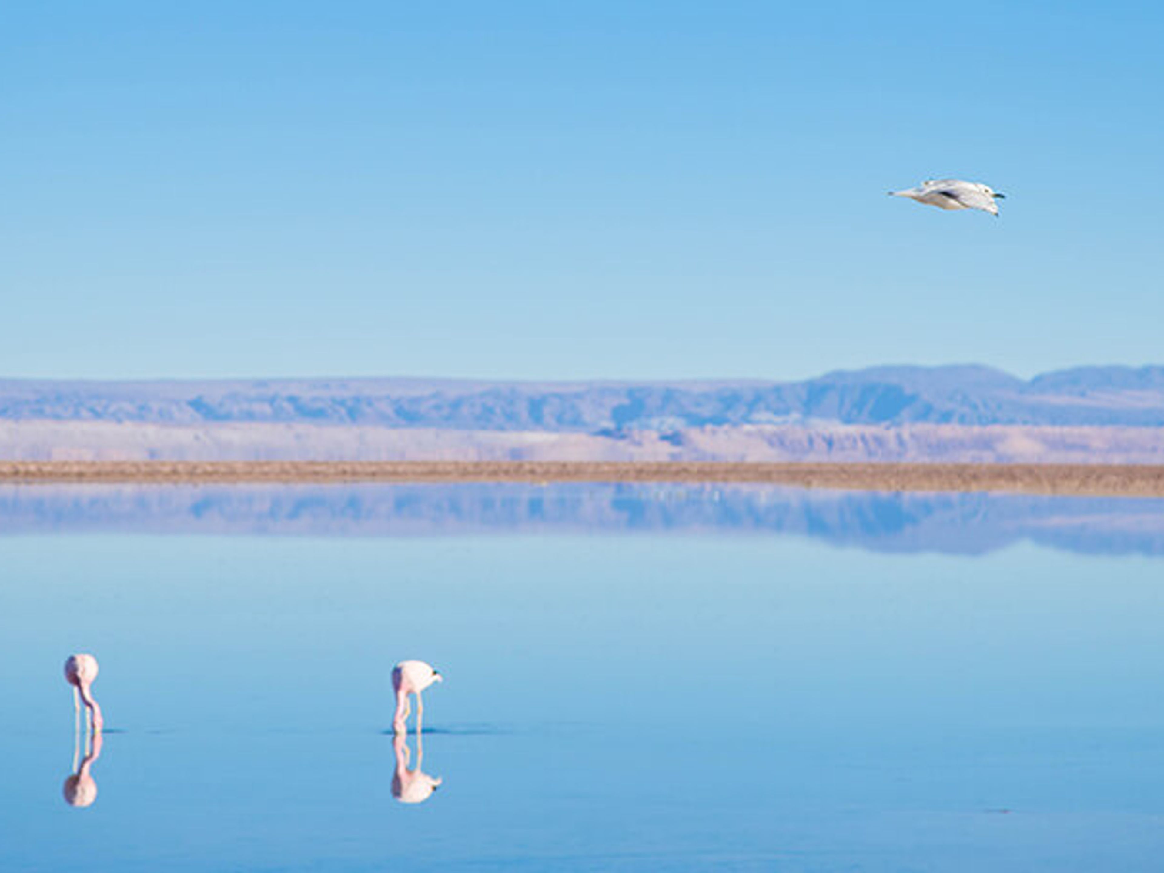 EXCURSION "ATACAMA SALT FLAT AND ALTIPLANIC LAGOONS BY MOTORCYCLE. Altiplanic lagoons, Antofagasta region, Chile.