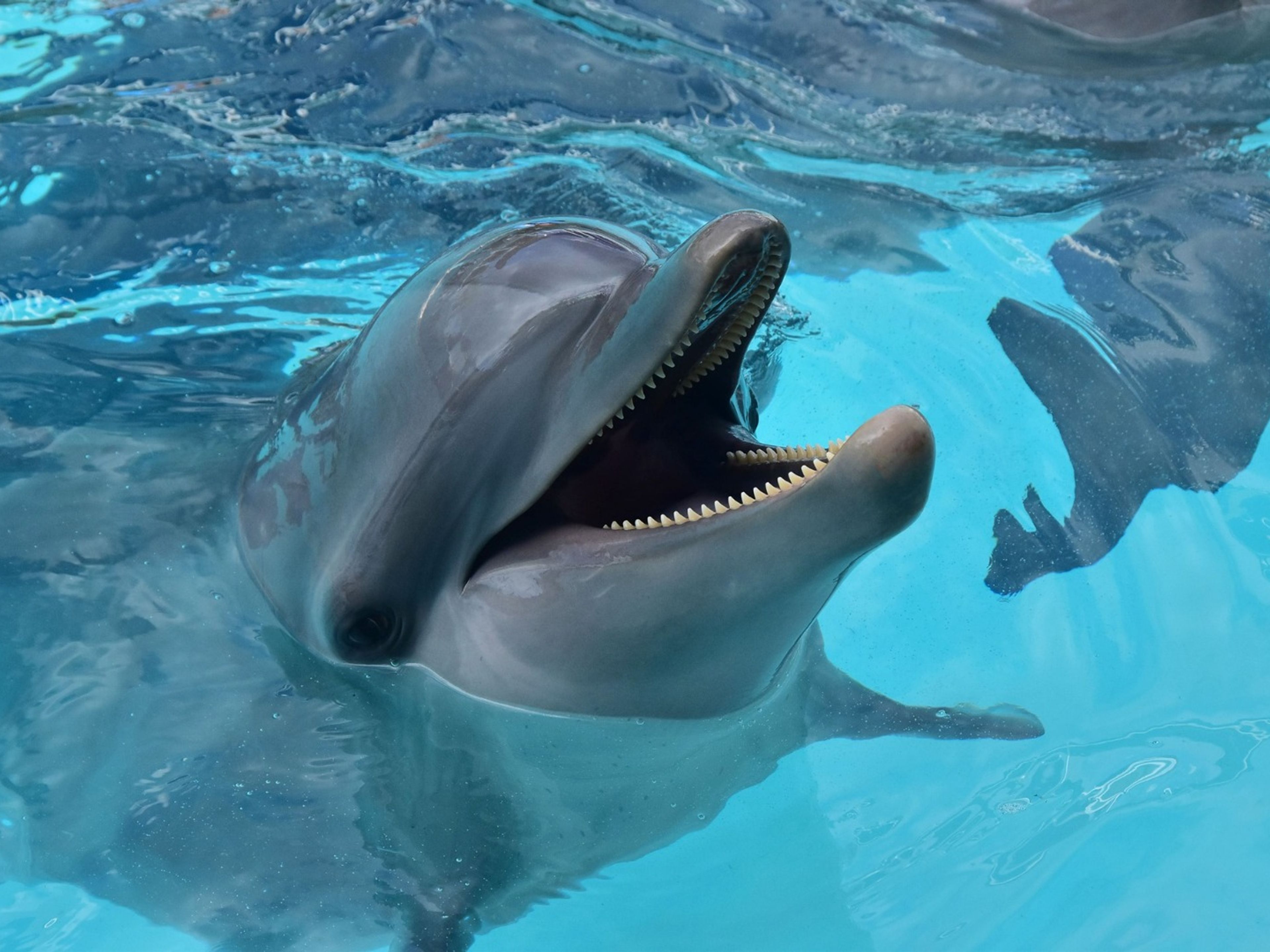 Tour "Primax Dolphins à Cancun". "Primax Dolphin in Cancún" Tour