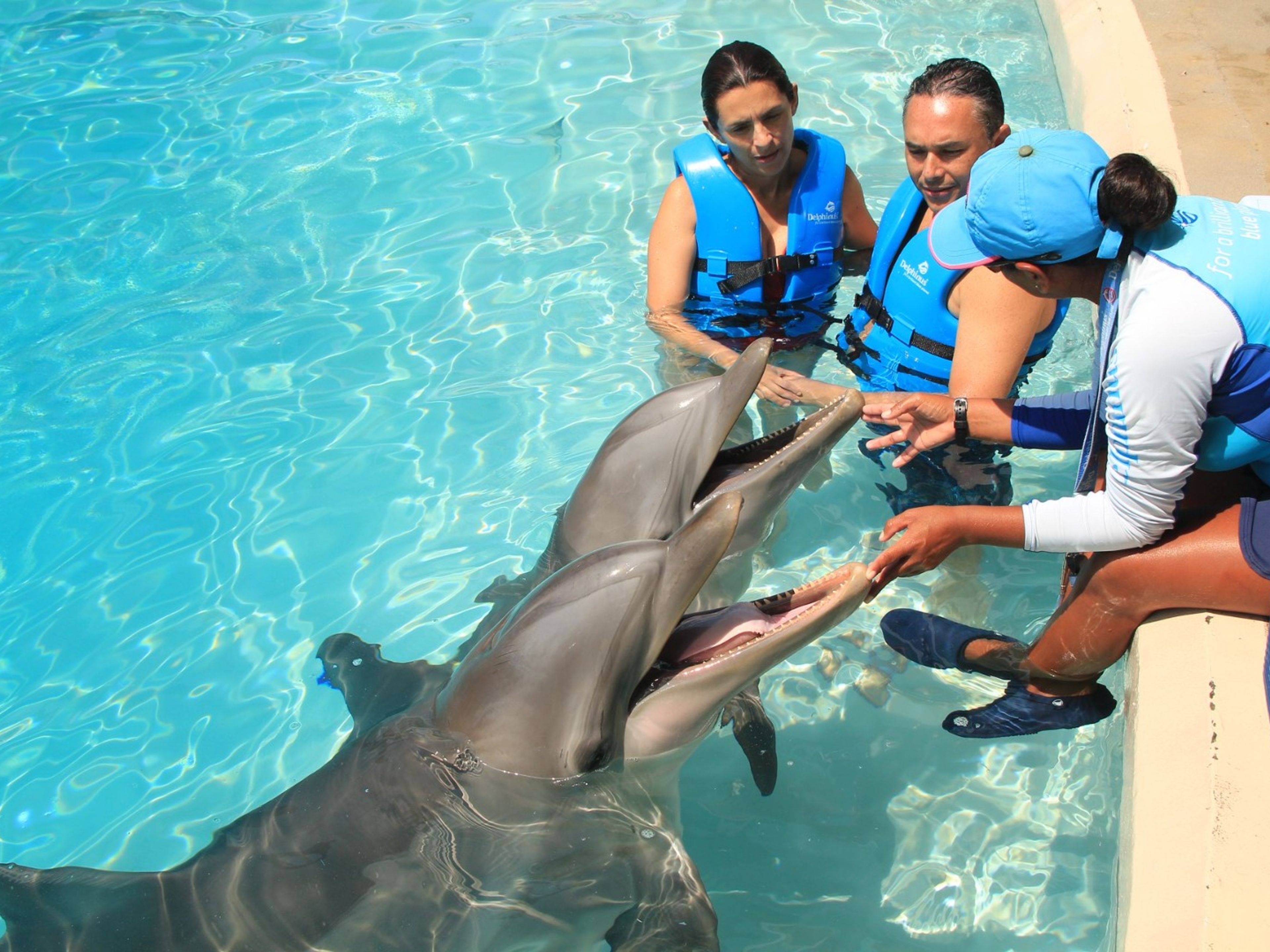 Tour "Primax Dolphins à Cancun". "Primax Dolphin in Cancún" Tour