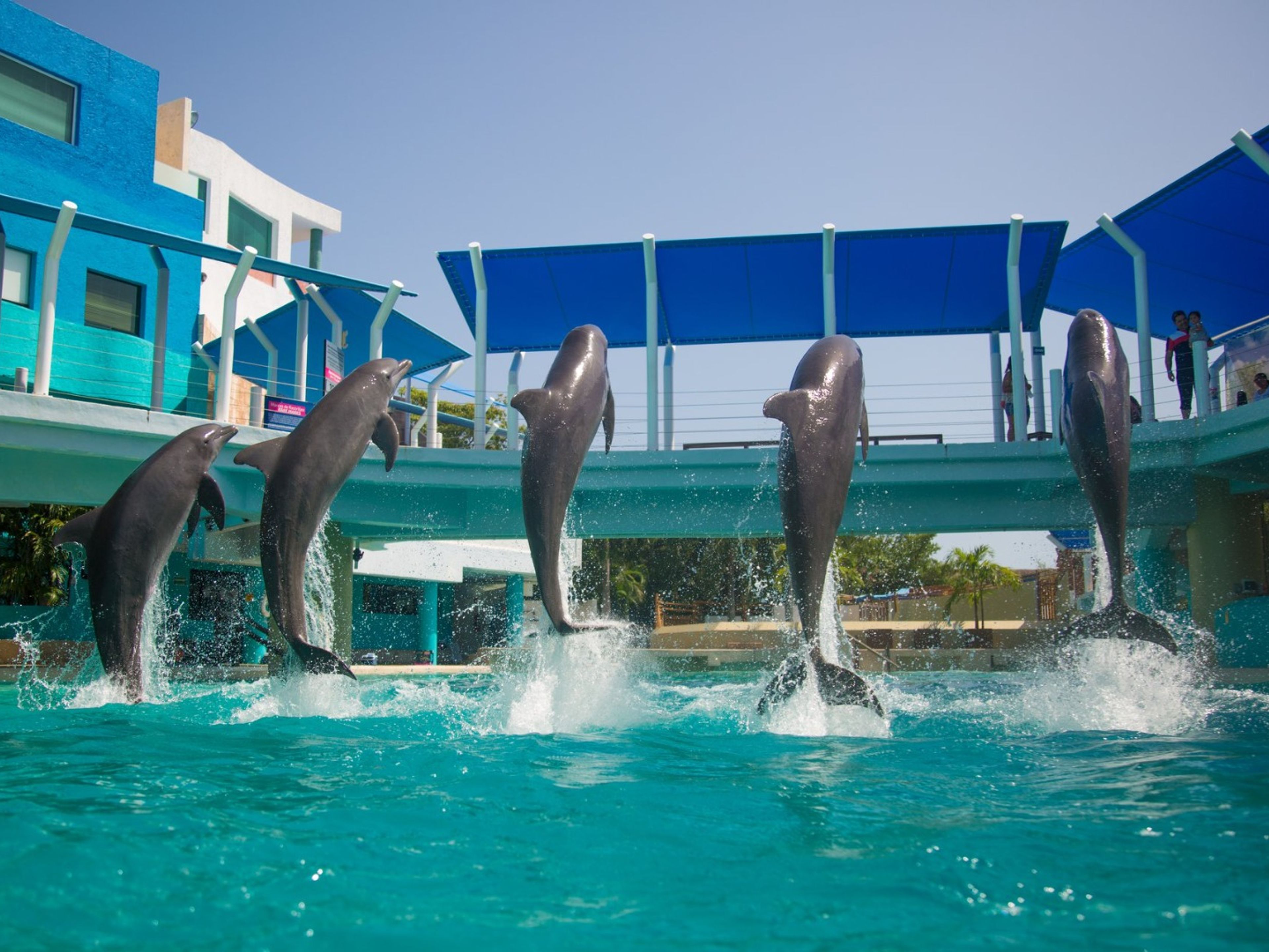 Tour "Primax Dolphins à Cancun". "Primax Dolphin in Cancún" Tour