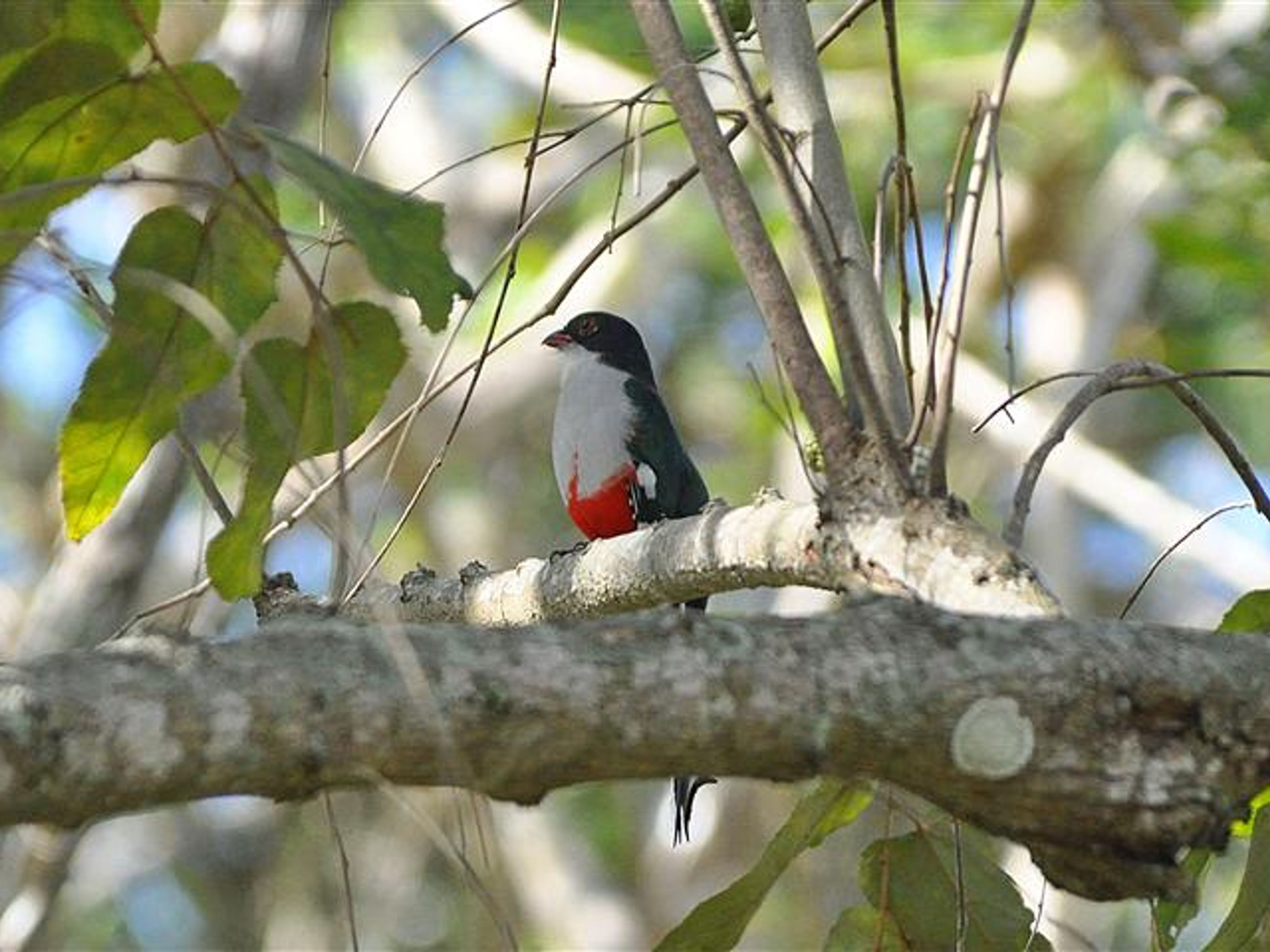 Excursão "OBSERVAÇÃO DE AVES NA RESERVA ECOLÓGICA LIMONES - TUABAQUEY, SIERRA DE CUBITAS". Tocororo, Reserva Ecológica Limones-Tuabaquey, Sierra de Cubitas, Camagüey, Cuba.