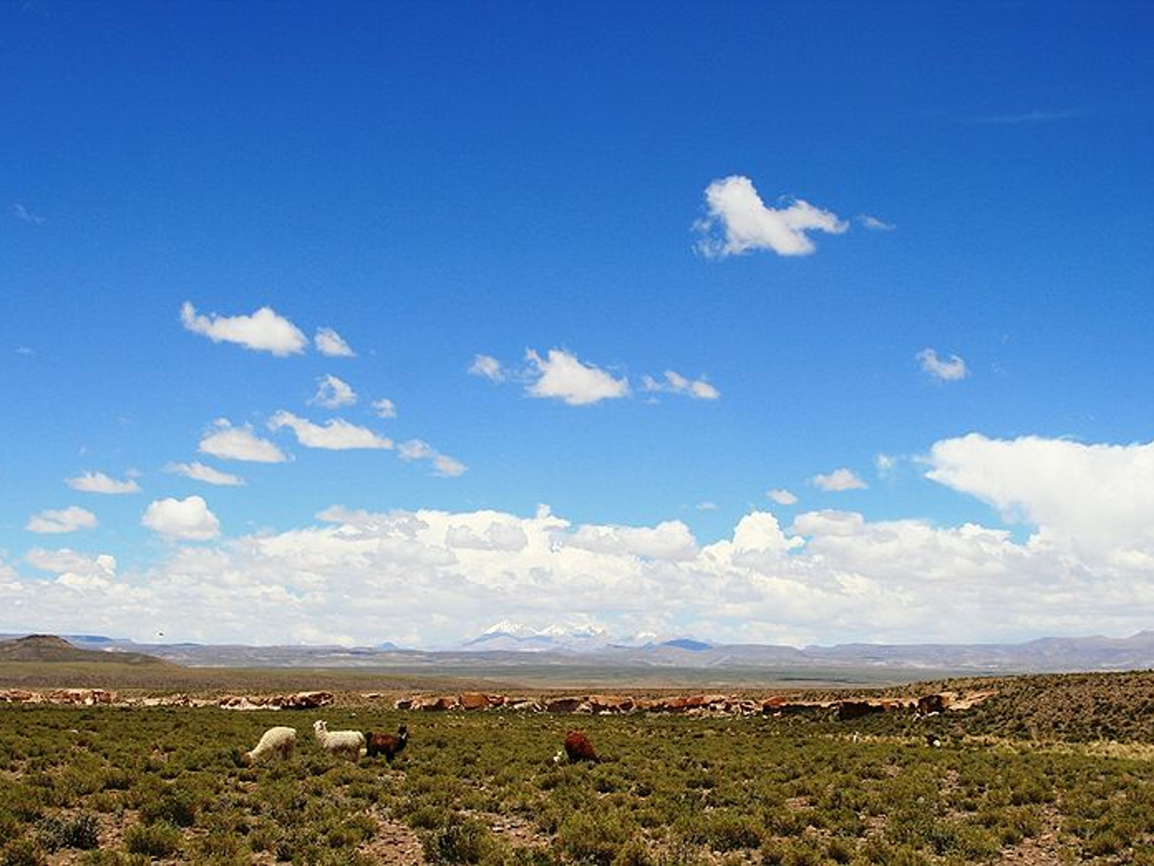 EXCURSIÓN “LAGUNAS DEL ALTIPLANO BOLIVIANO”.. null