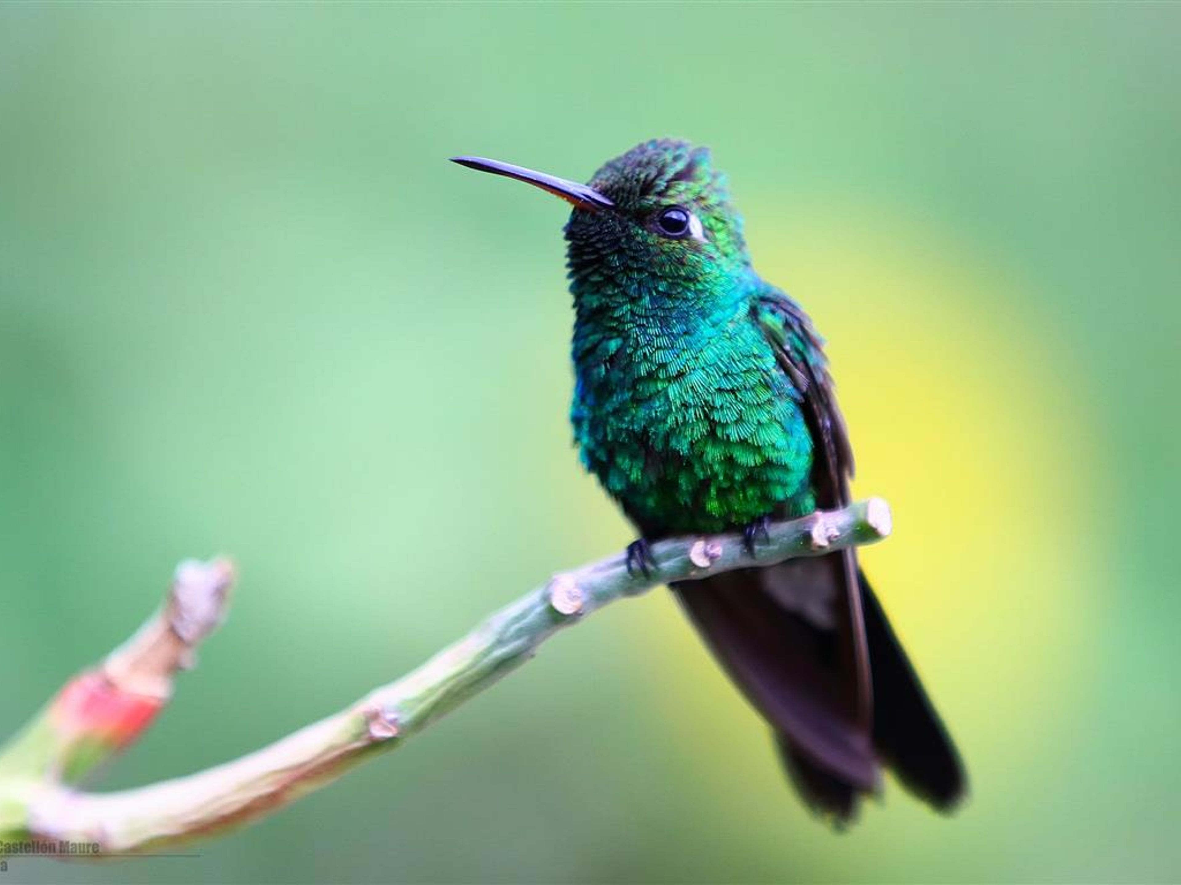 Visita à Natureza "Birdwatching on the Bermeja Trail". Zunzún