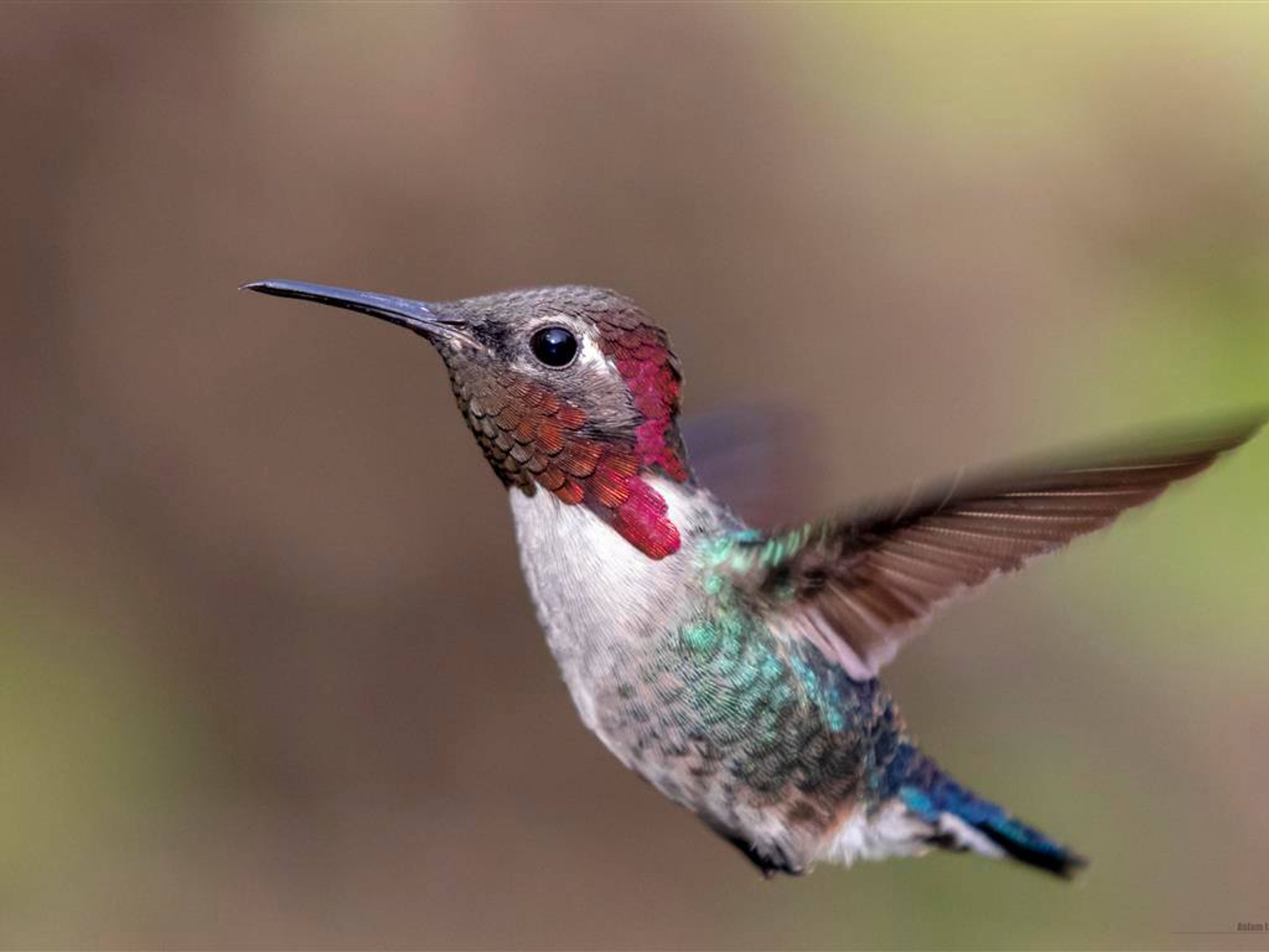 Visita à Natureza "Birdwatching on the Bermeja Trail"