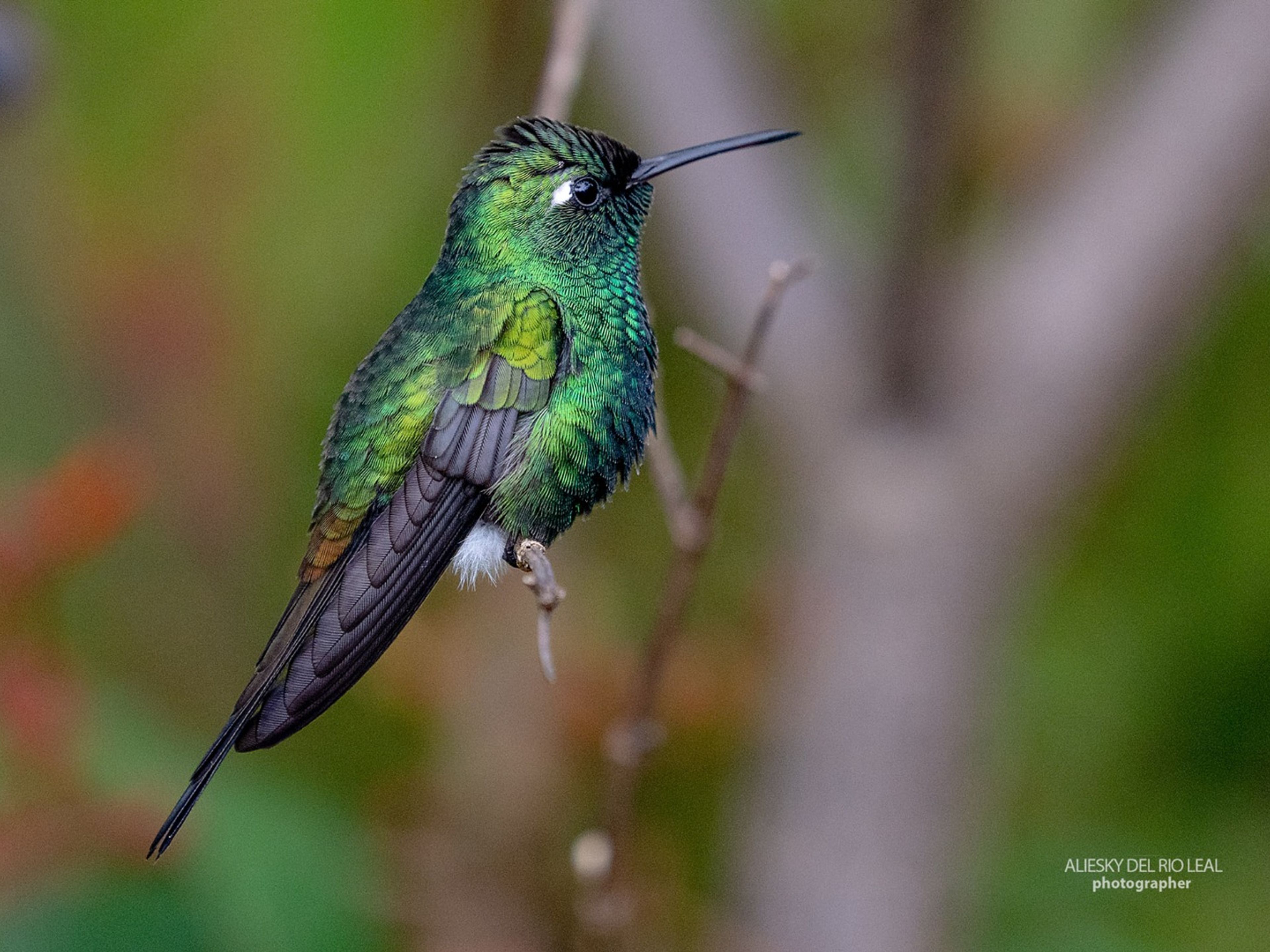 Visita à Natureza "Birdwatching on the Bermeja Trail". Zunzún
