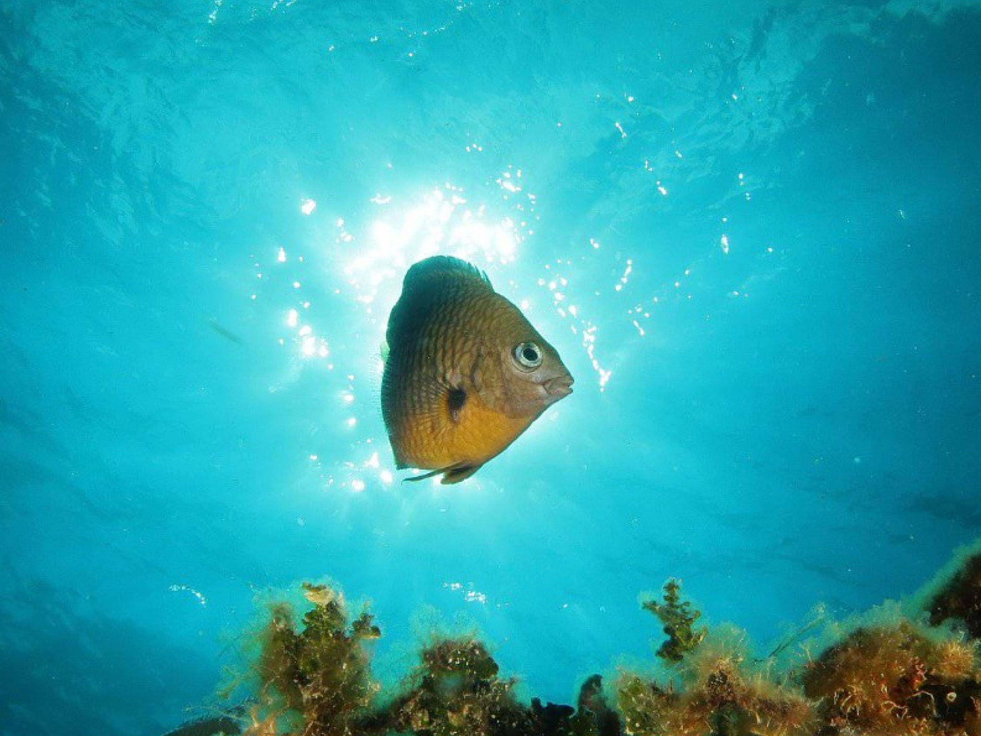 Excursão "MERGULHO SUBMARINO EM BAHIA DE COCHINOS, PLAYA GIRON, MATANZAS". “SCUBA DIVING IN BAHIA DE COCHINOS, PLAYA GIRON, MATANZAS“ Tour
