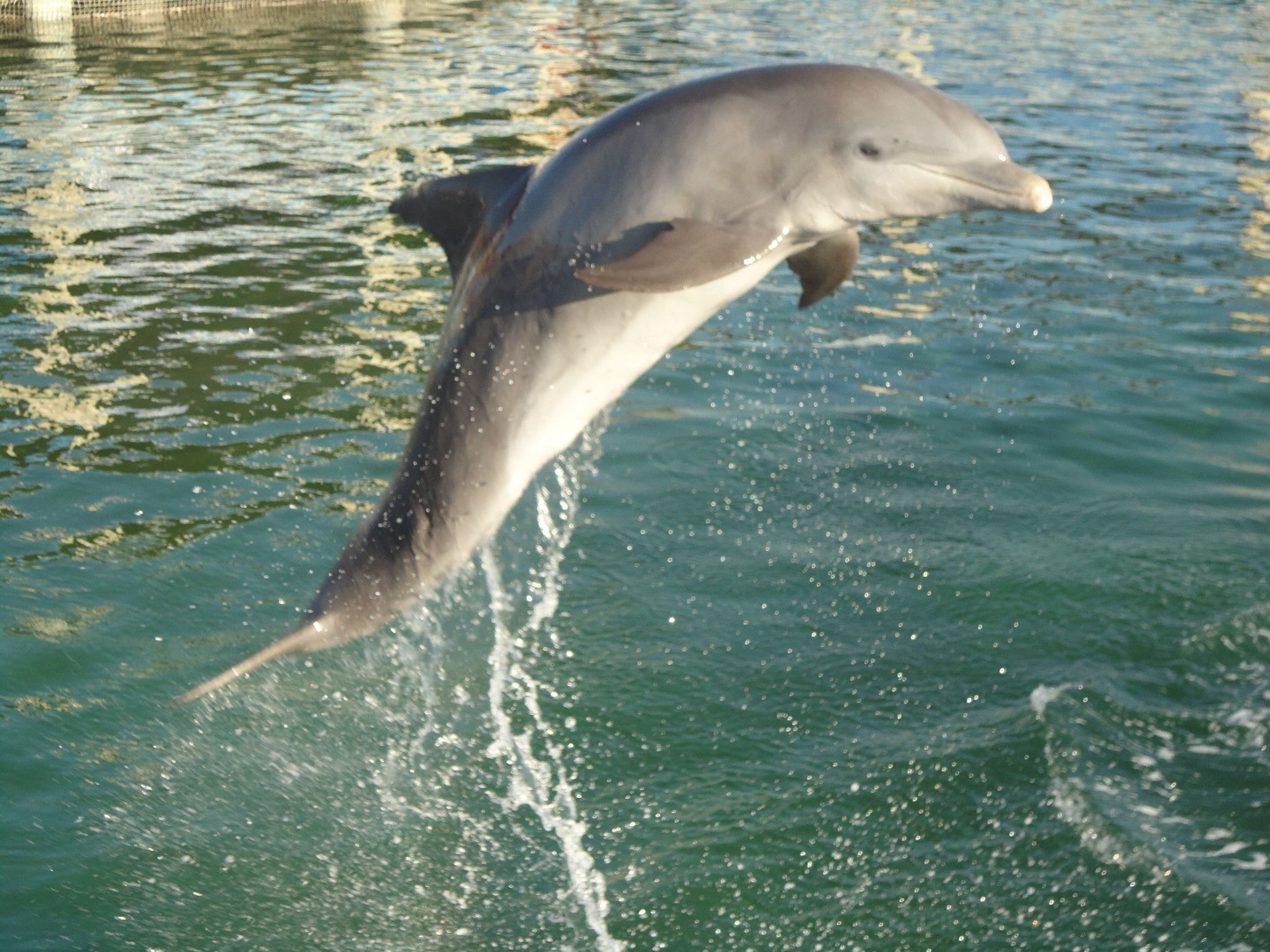 Tour "SPETTACOLO DI DELFINI AL DELFINARIO DI CAYO SANTA MARIA". Dolphin show at Cayo Santa María dolphinarium, Cayo Santa María, Villa Clara, Cuba.