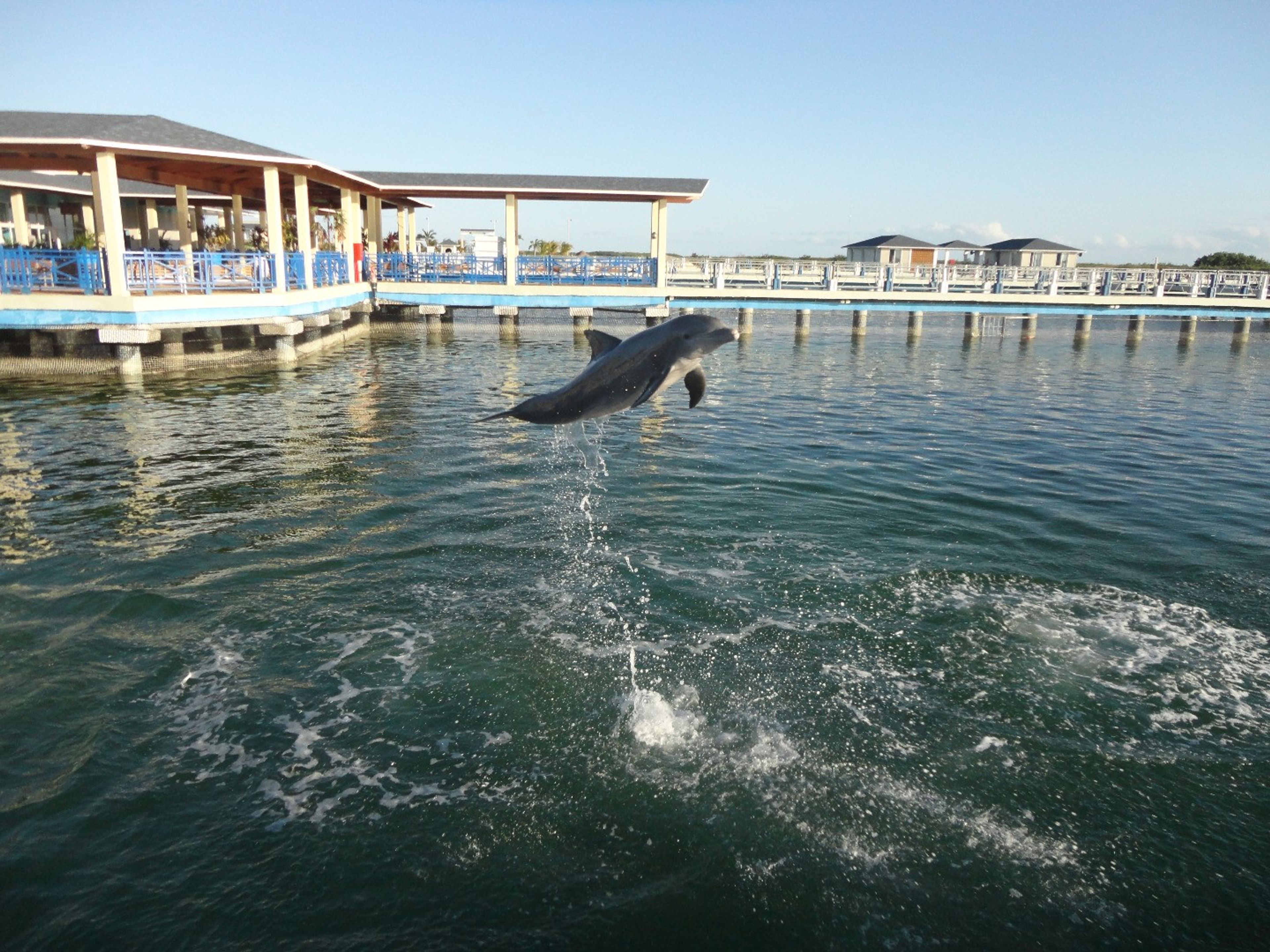 Tour "SPETTACOLO DI DELFINI AL DELFINARIO DI CAYO SANTA MARIA". Dolphin show at Cayo Santa María dolphinarium, Cayo Santa María, Villa Clara, Cuba.