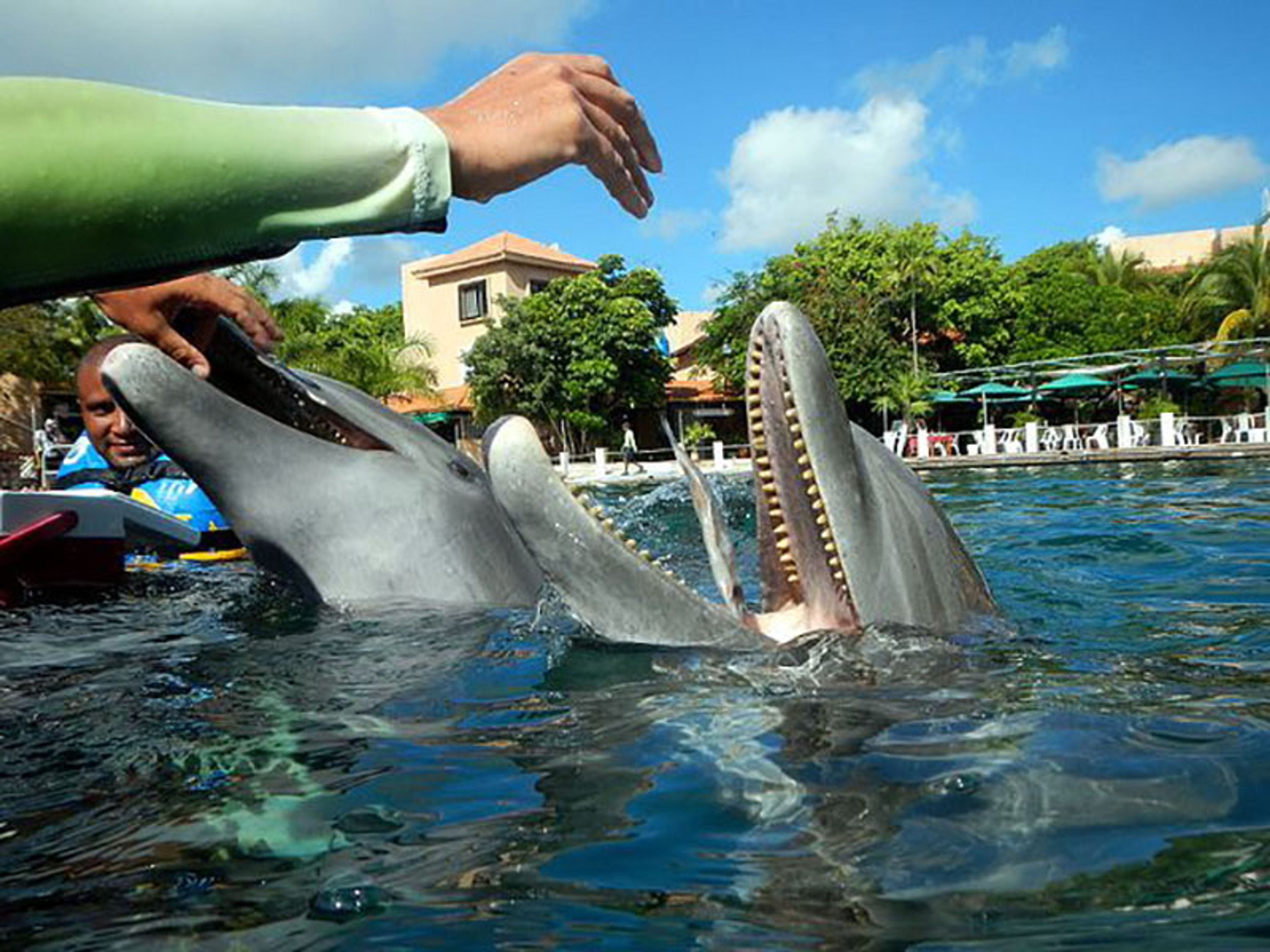 Excursão "Encontro de Golfinhos em Riviera Maya". "Delfines Dolphin Encounter in Riviera Maya" Tour