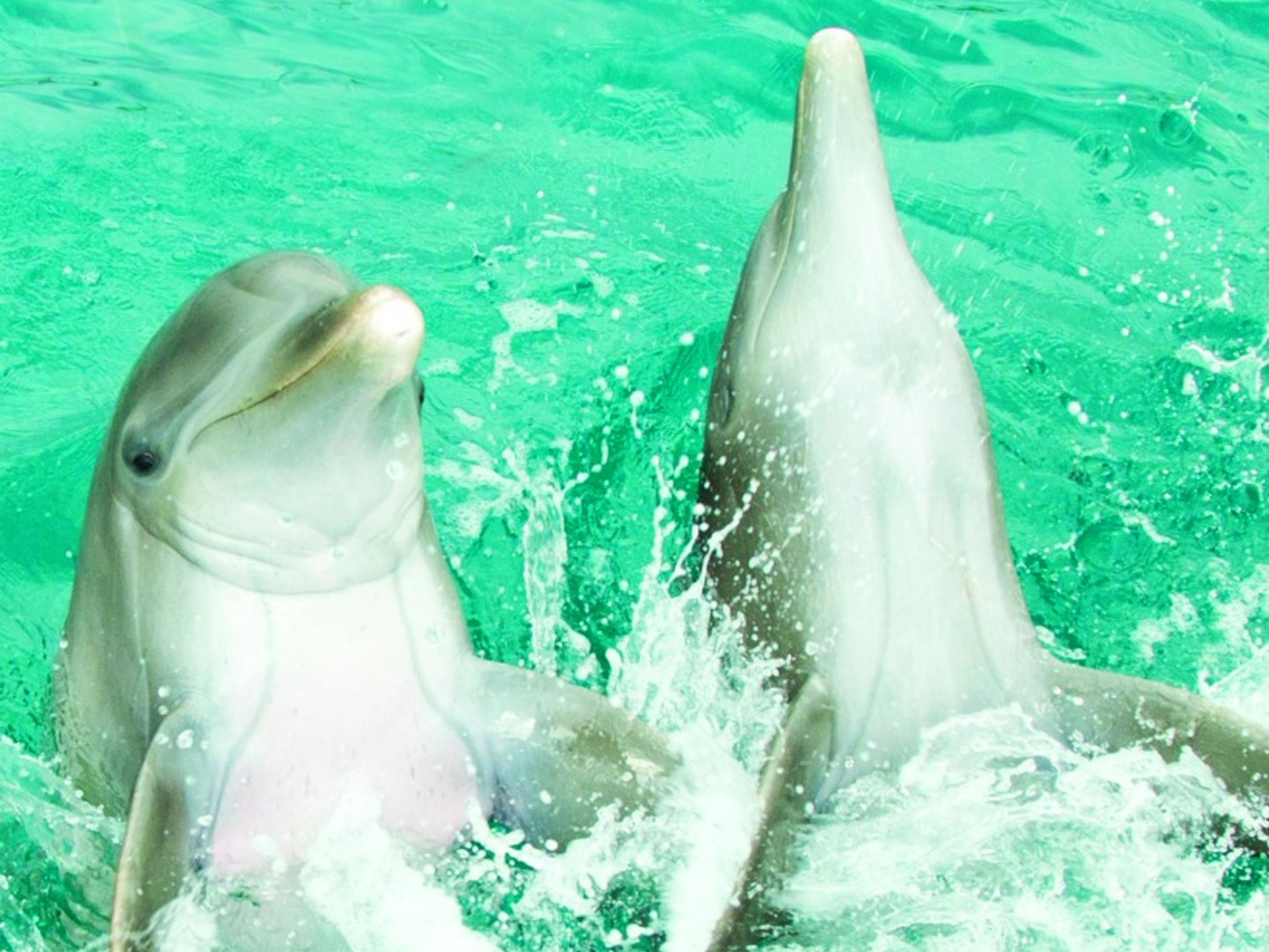 Tour "Rencontre avec les dauphins à Riviera Maya". "Delfines Dolphin Encounter in Riviera Maya" Tour