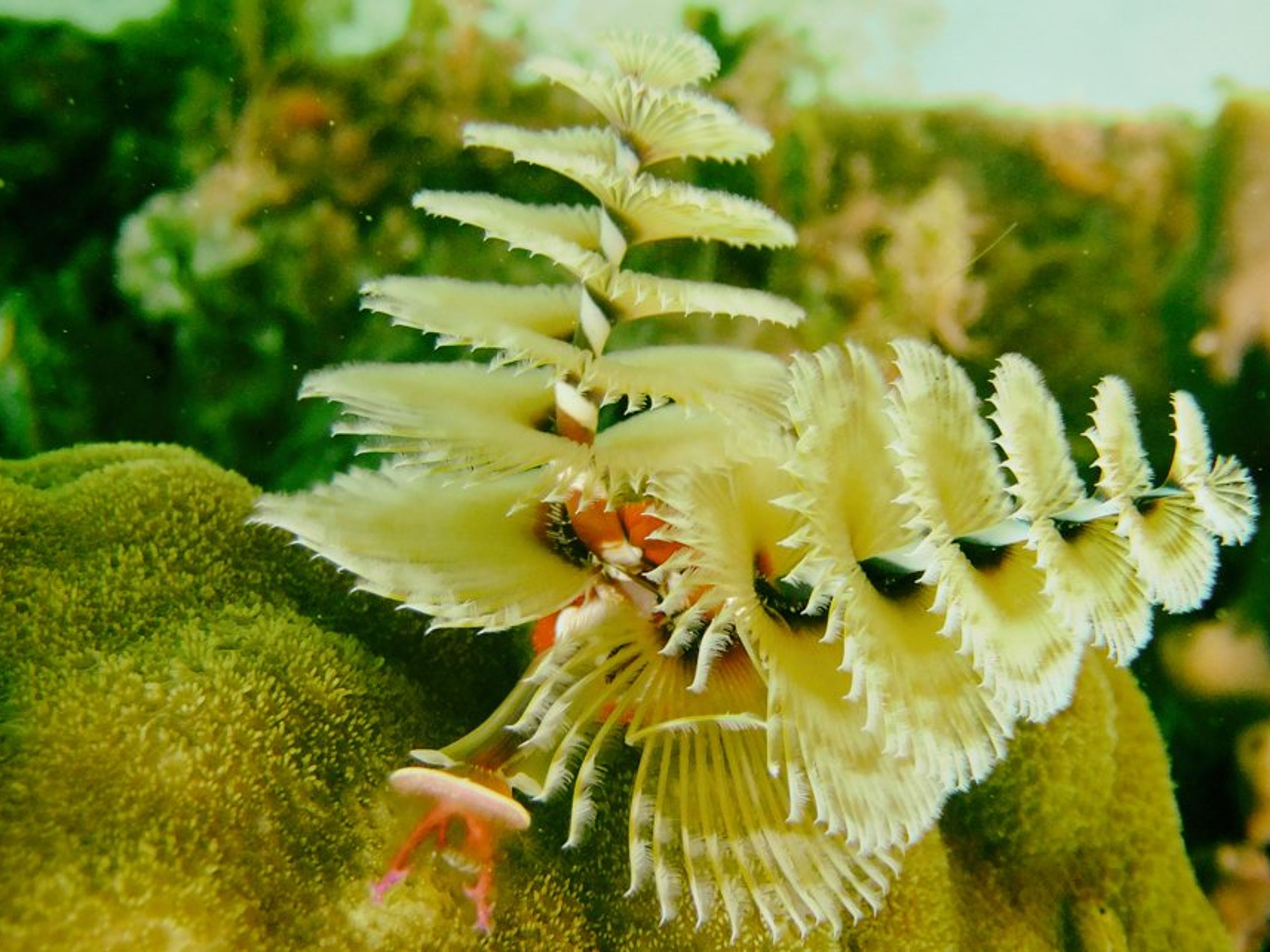 Tур "ДАЙВИНГ В ПЛАЙЯ АНКОН, ТРИНИДАД". Scuba diving in Trinidad. Cuba