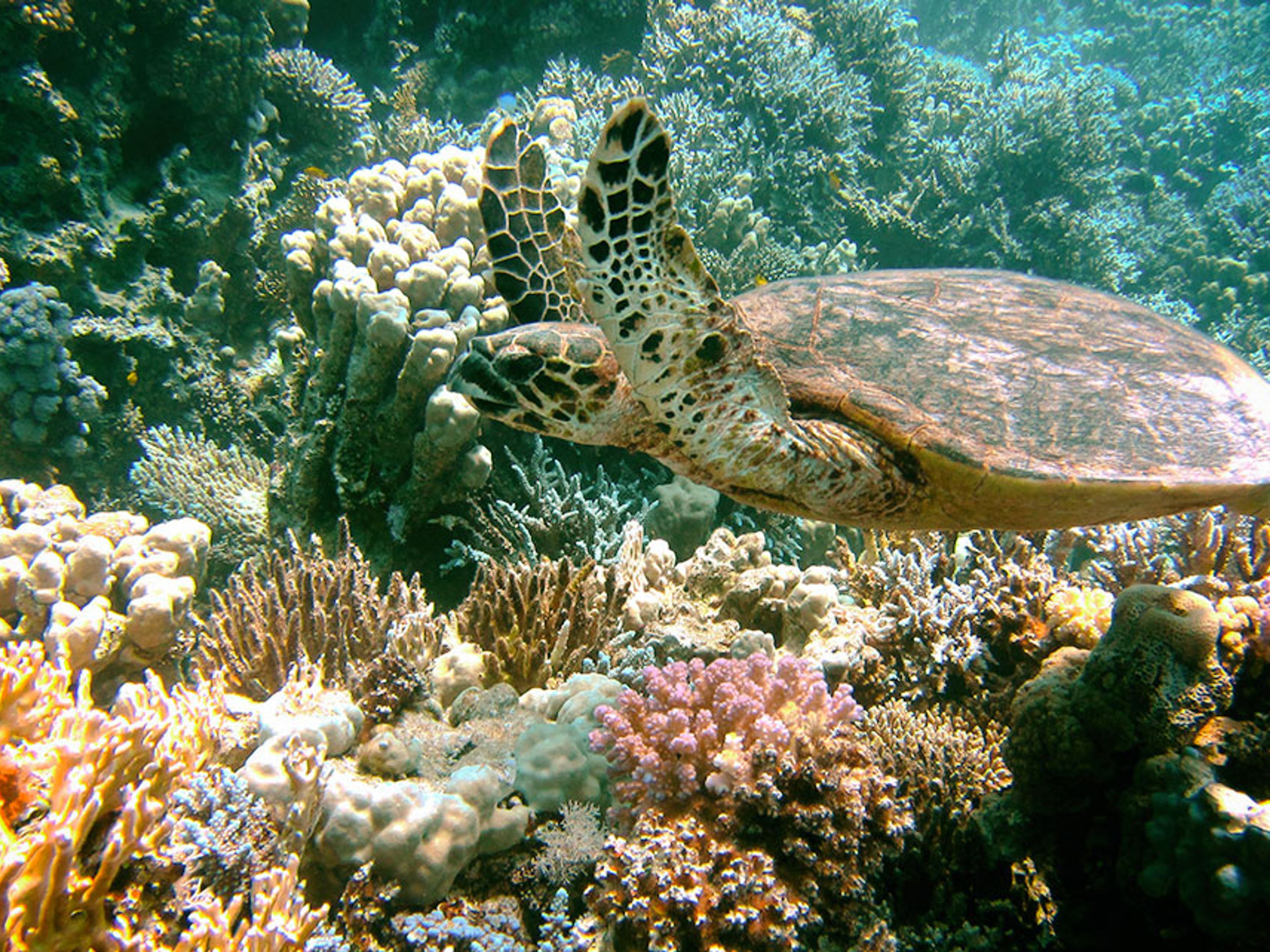 Tур "ДАЙВИНГ В ПЛАЙЯ АНКОН, ТРИНИДАД". Scuba diving in Trinidad. Cuba