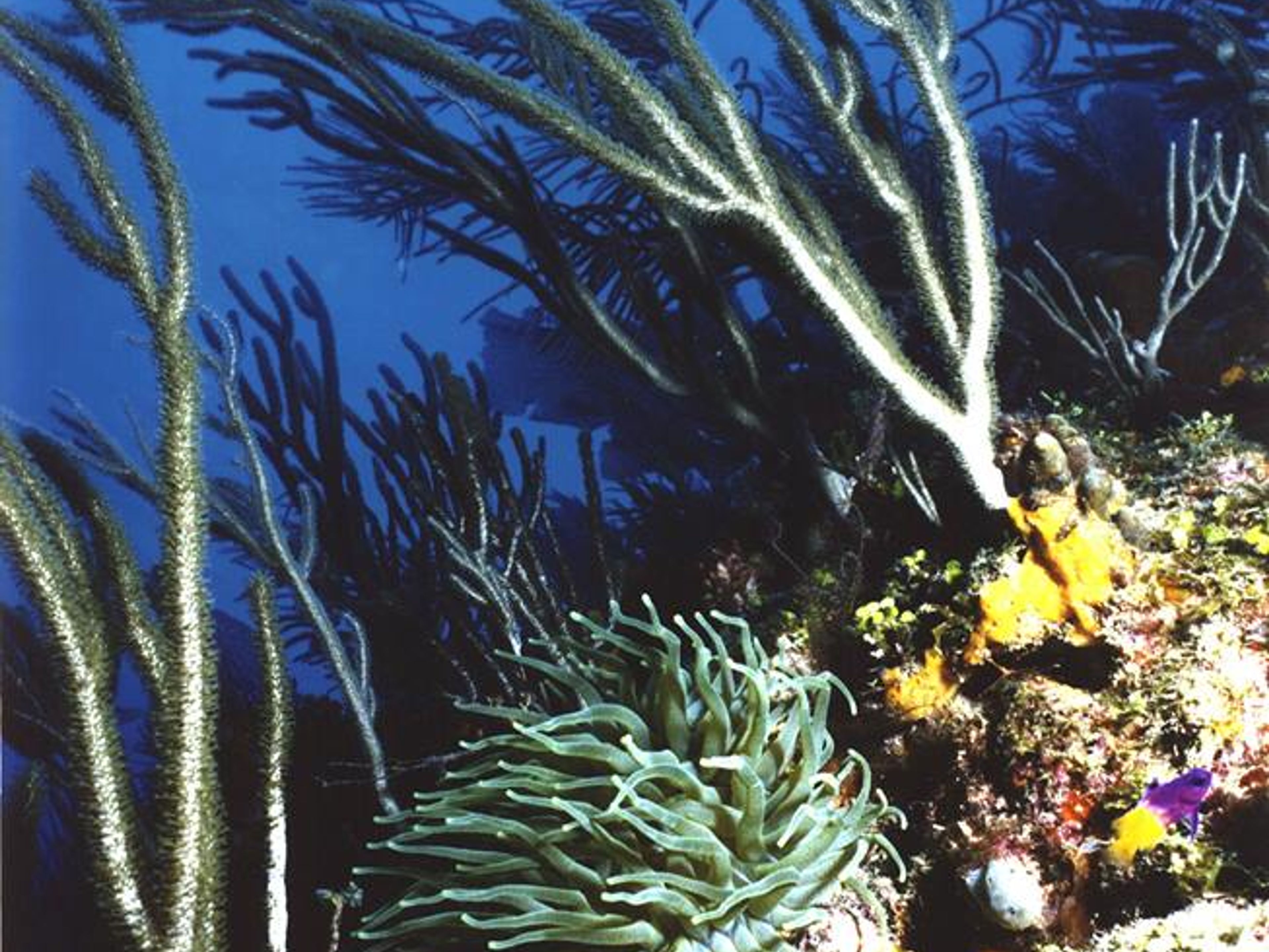 Excursión “BUCEO EN PLAYA LARGA - PLAYA GIRÓN”. "SCUBA DIVING IN PLAYA LARGA - PLAYA GIRÓN" Tour, Península de Zapata Natural Park, Matanzas, Cuba.