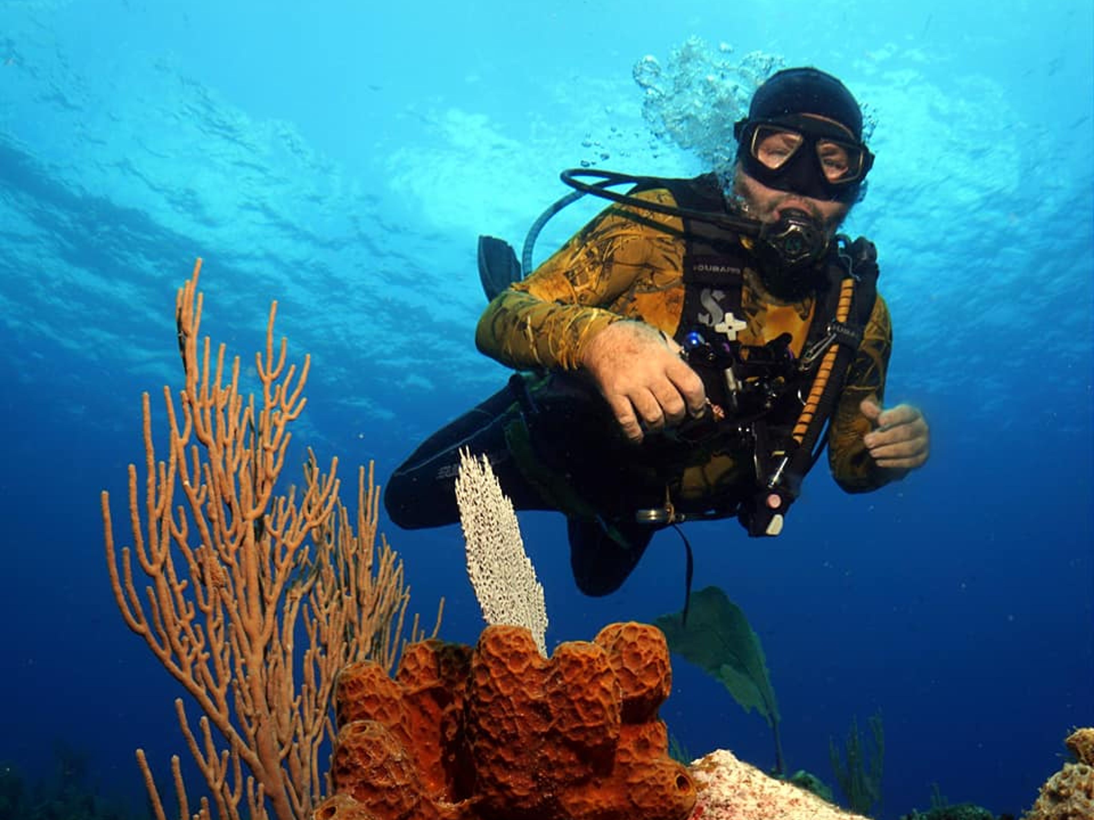 Tour "PLONGÉE SOUS-MARINE À BAHÍA DE COCHINOS - PENÍNSULA DE ZAPATA". "SCUBA DIVING IN PLAYA LARGA - PLAYA GIRÓN" Tour, Península de Zapata Natural Park, Matanzas, Cuba.