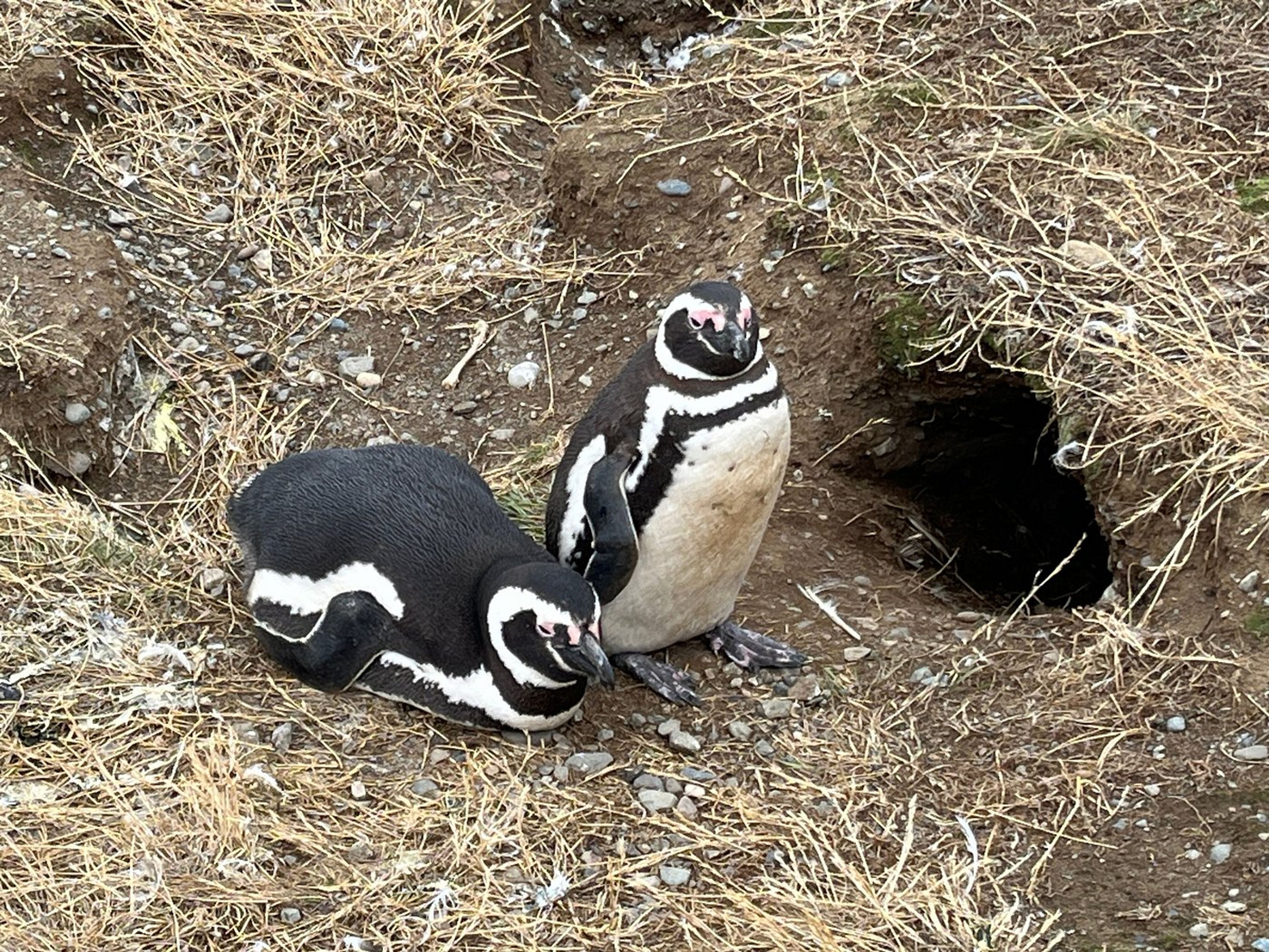 Excursão "NAVEGAÇÃO NOS FIORDES DO SUL". SOUTHERN FJORDS NAVIGATION AND‘LOS PINGÜINOS’ NATURAL MONUMENT – MAGDALENA ISLAND, STRAIT OF MAGELLAN, CHILE.