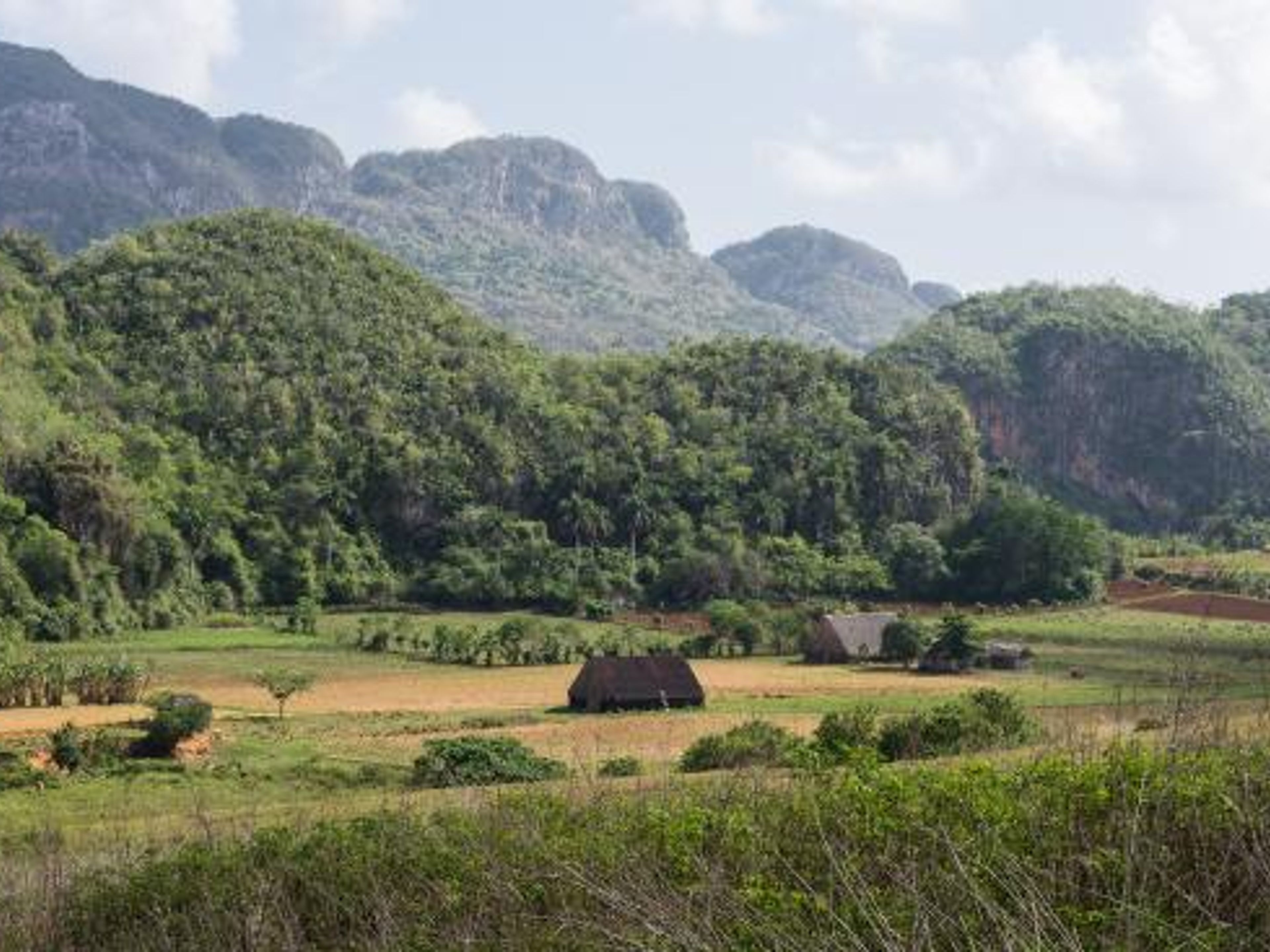 “COCO SOLO - PALMARITO TRAIL IN THE VIÑALES VALLEY” Tour. “COCO SOLO - PALMARITO TRAIL IN THE VIÑALES VALLEY” Tour, Viñales, Pinar del Río, Cuba.