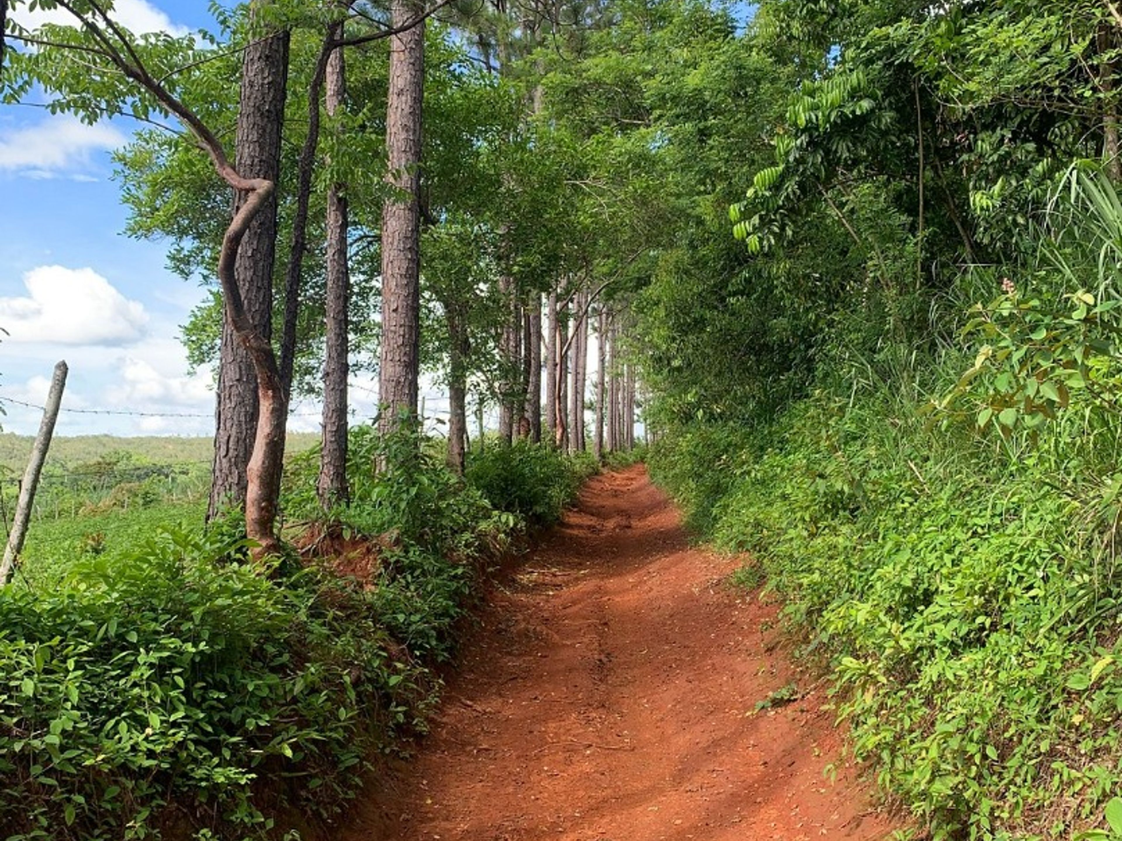 “COCO SOLO - PALMARITO TRAIL IN THE VIÑALES VALLEY” Tour. “COCO SOLO - PALMARITO TRAIL IN THE VIÑALES VALLEY” Tour, Viñales, Pinar del Río, Cuba.