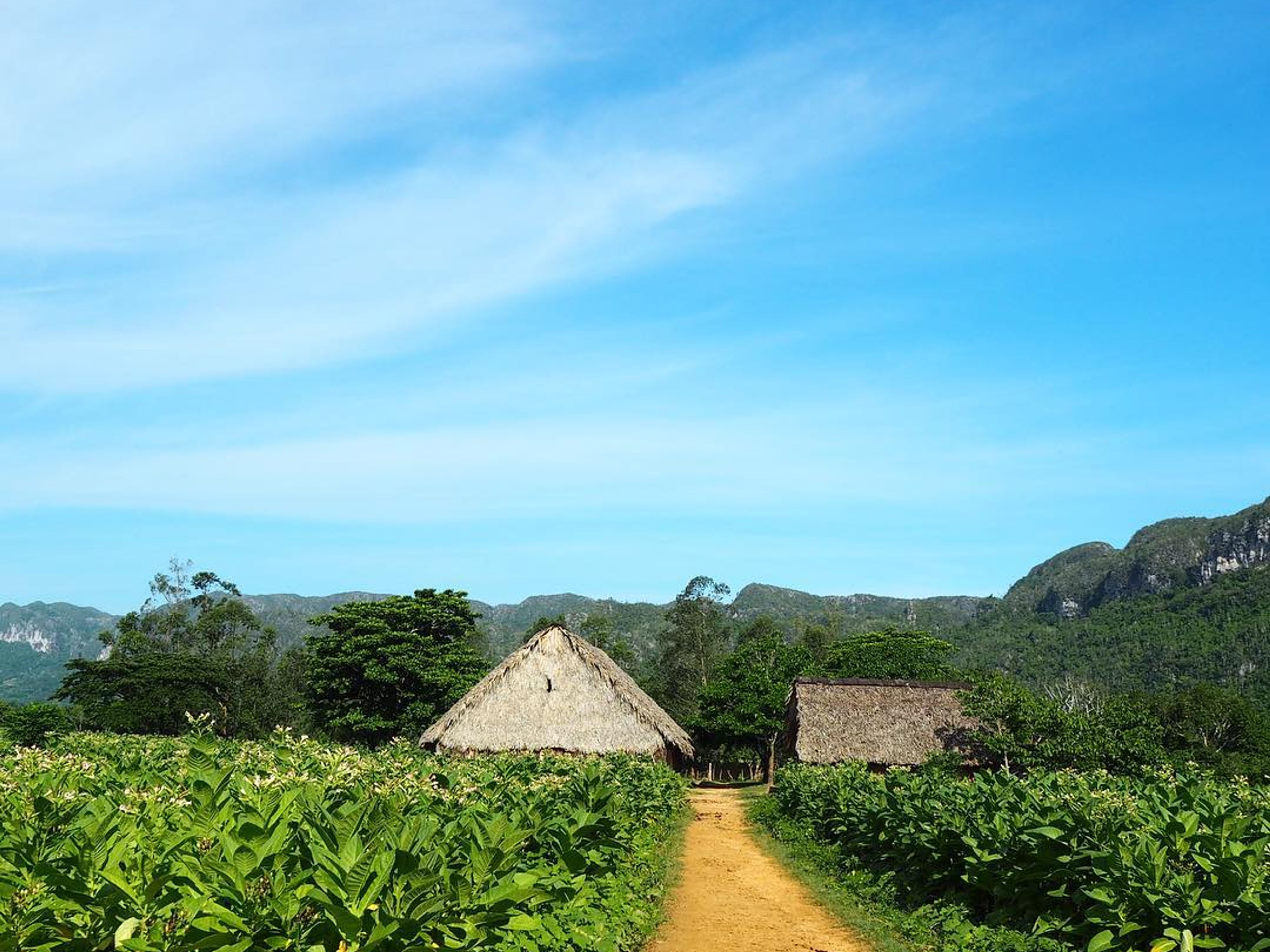 Tour "Randonnée vers la Cueva del Silencio (Grotte du Silence)". The Tobacco plantation panoramic view, Viñales Valley National Park, Pinar del Rio, Cuba.