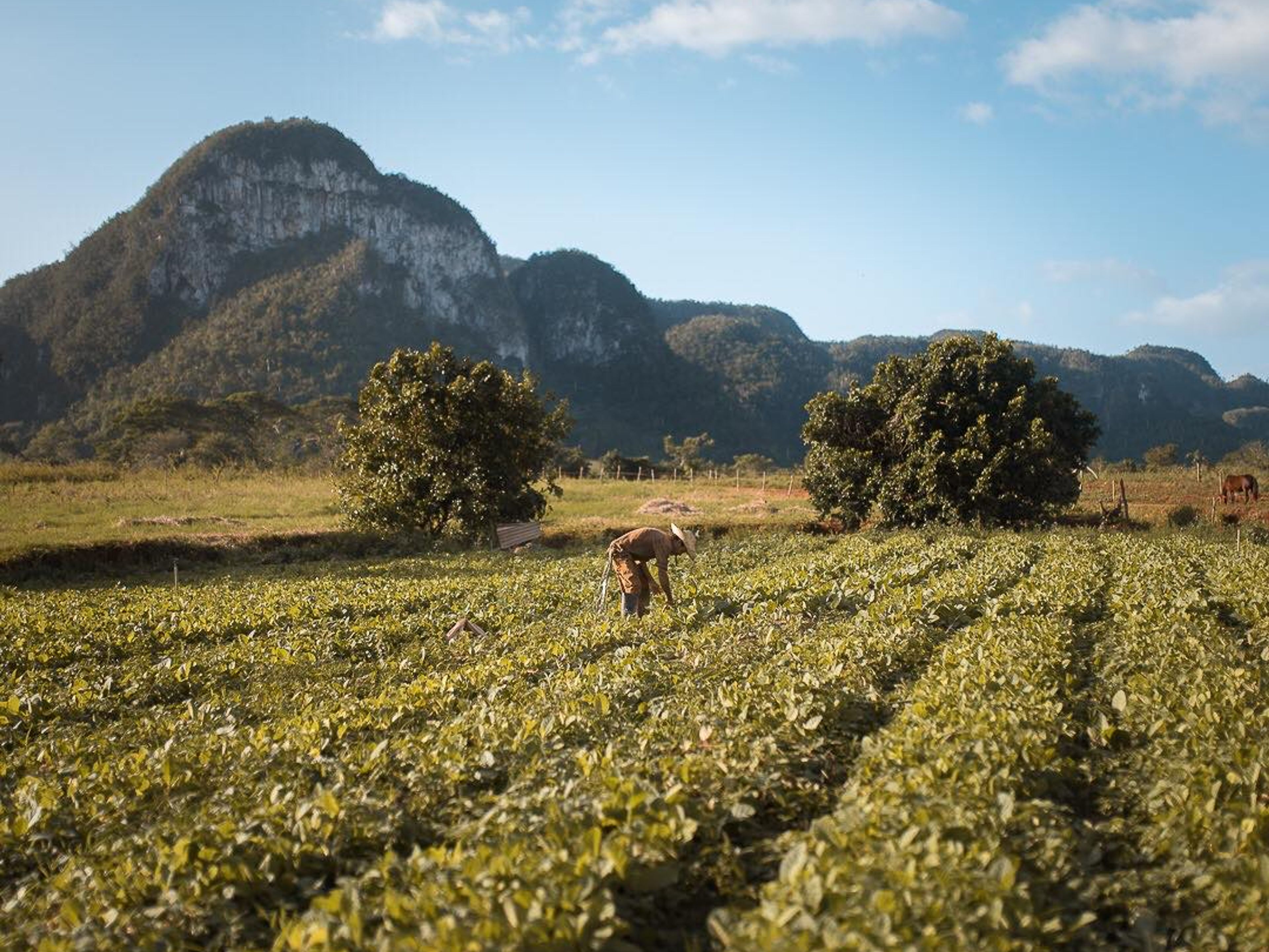 Tур "ПЕШИЙ ПОХОД К КУЭВА-ДЕЛЬ-СИЛЕНСИО (ПЕЩЕРА МОЛЧАНИЯ)". The Tobacco plantation panoramic view, Viñales Valley National Park, Pinar del Rio, Cuba.