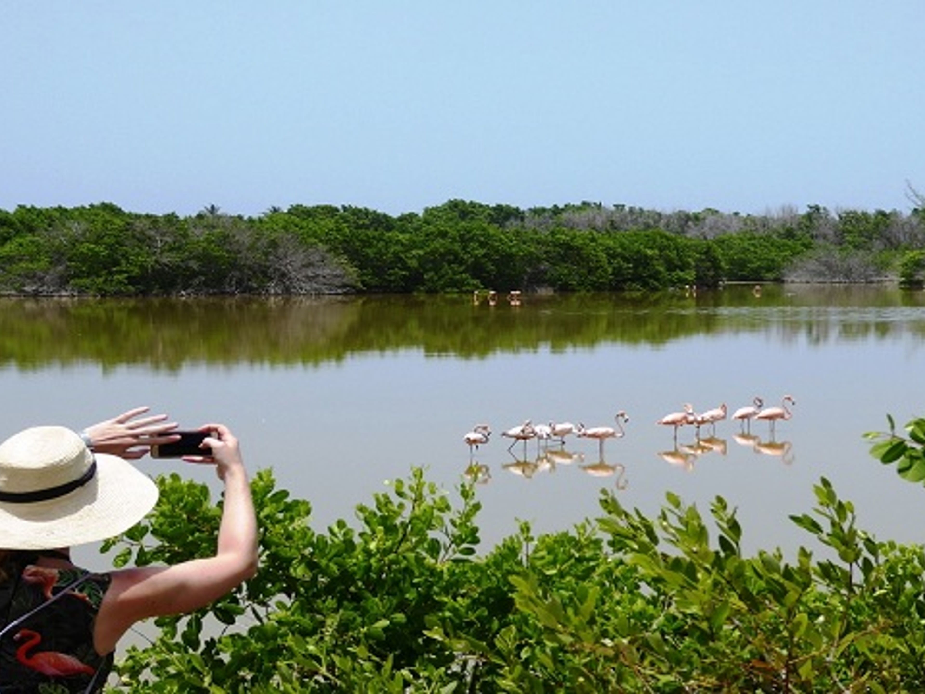 Jeep Safari "BIRD WATCHING IN CAYO COCO". Birdwatching in Cayo Coco, Jardines del Rey, Ciego de Ávila, Cuba.