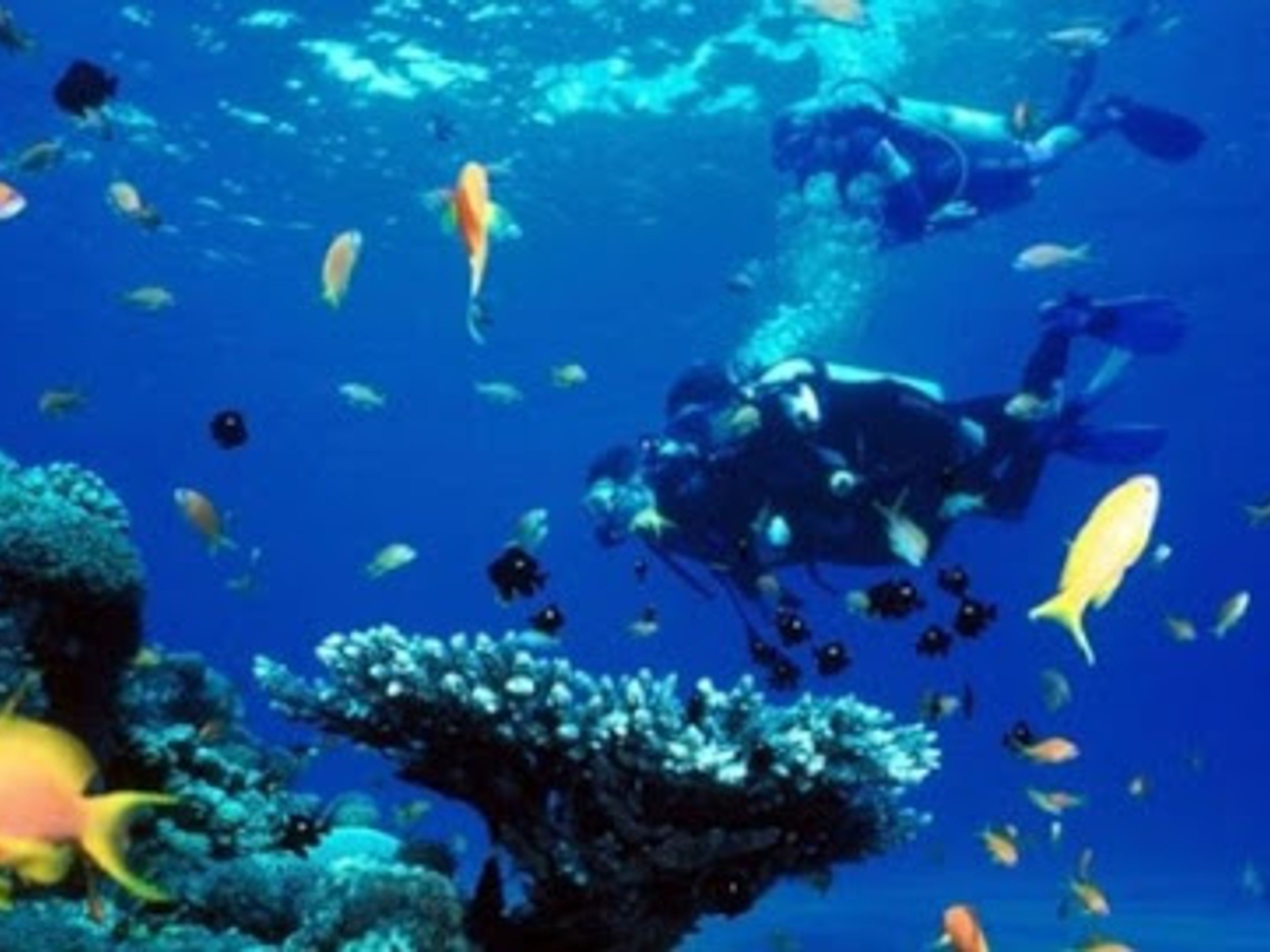 Excursion "Plongée à Cayo Levisa". "Diving in Cayo Levisa” Tour