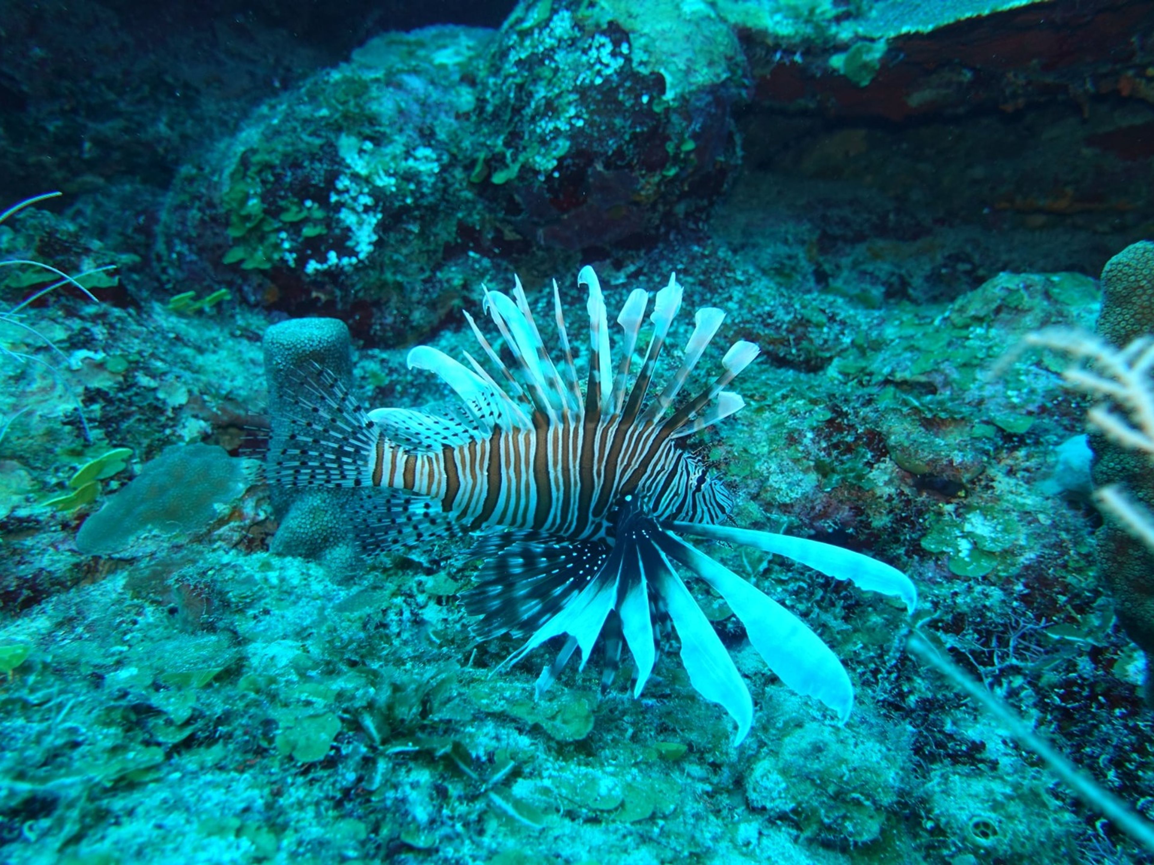 Tour "PLONGÉE SOUS-MARINE À CAYO LEVISA". "SCUBA DIVING IN CAYO LEVISA” Tour, Pinar del Río, Cuba.