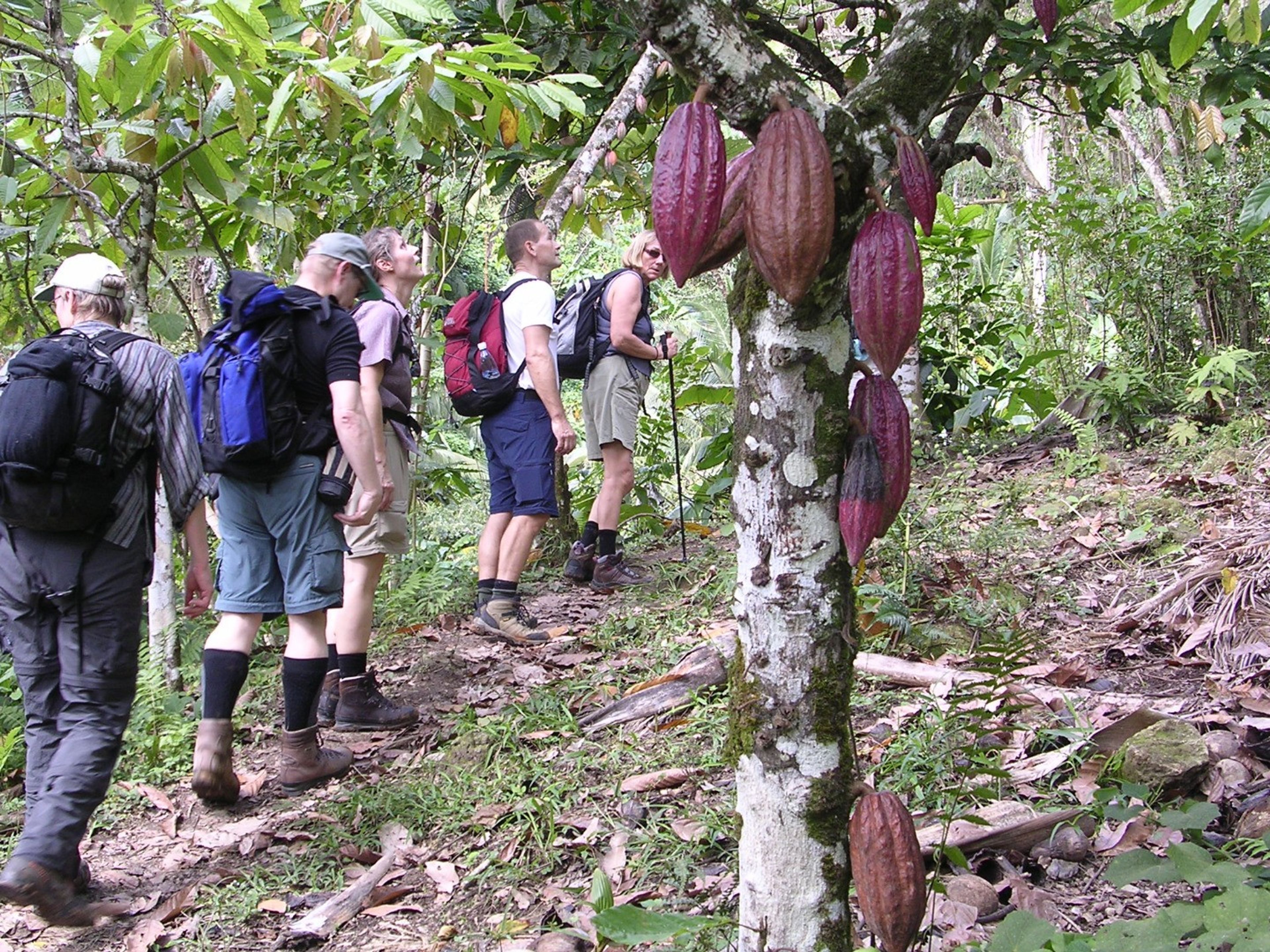 Tour di trekking "SENTIERO DEL CACAO - CASCATA DEL DUABA"
