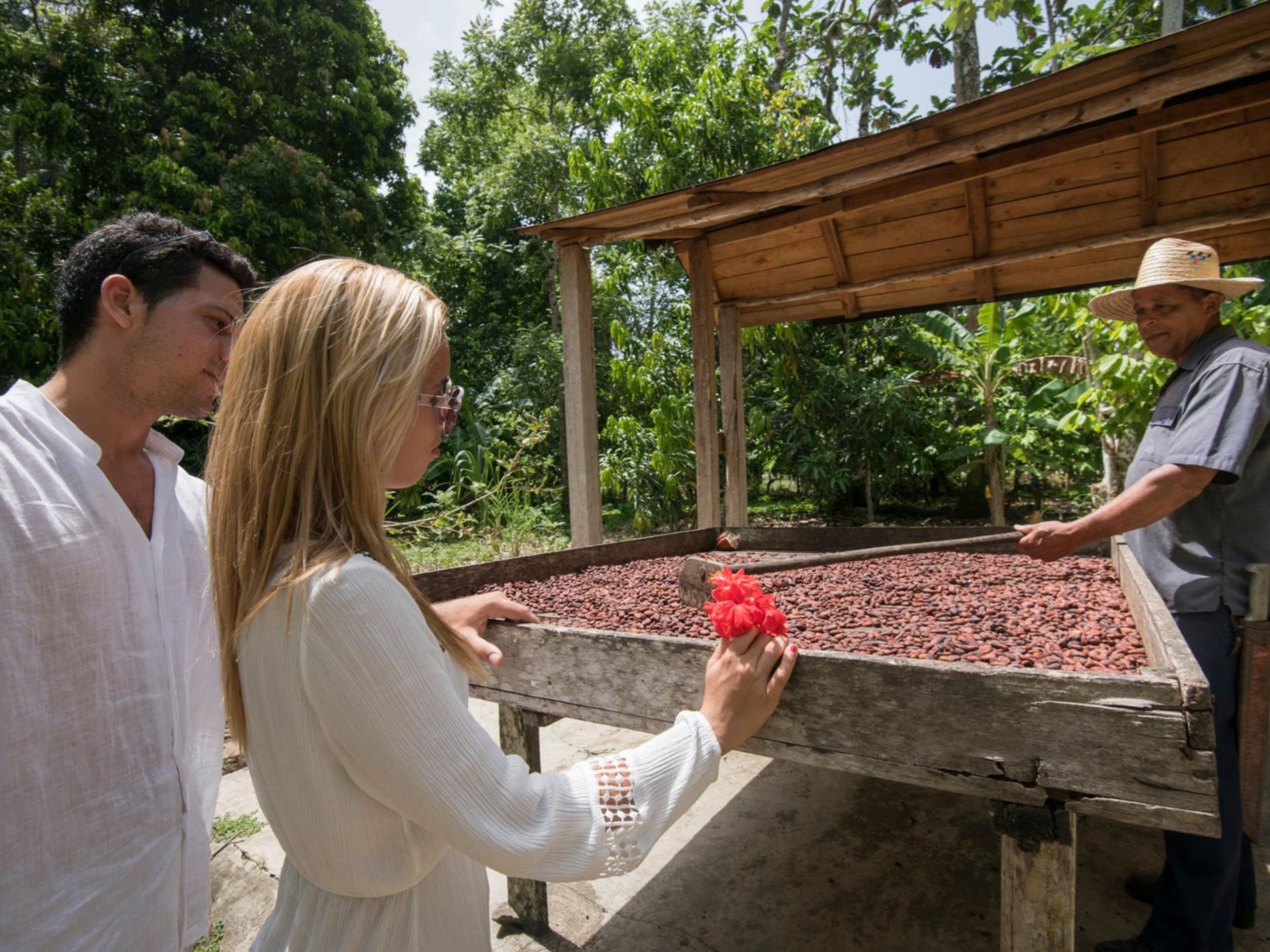 Excursión de trekking “SENDERO NIÑA BONITA - CAGUAGO”. The Cocoa Plantations, Baracoa produces 75% of Cuba's cocoa.