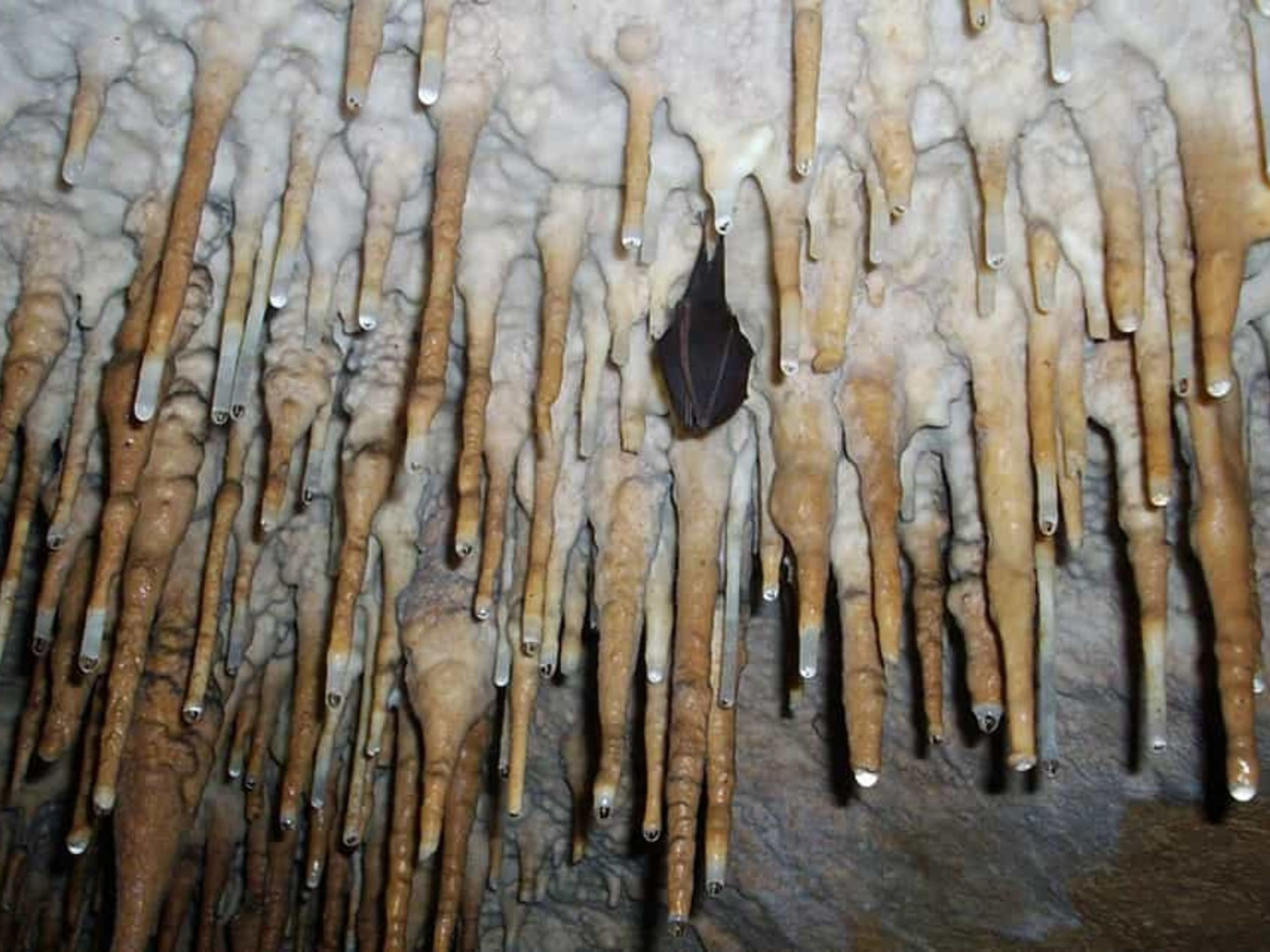 Excursão "CUEVAS DE BELLAMAR- CUEVAS DE SATURNO". Bellamar Caves, Matanzas, Cuba