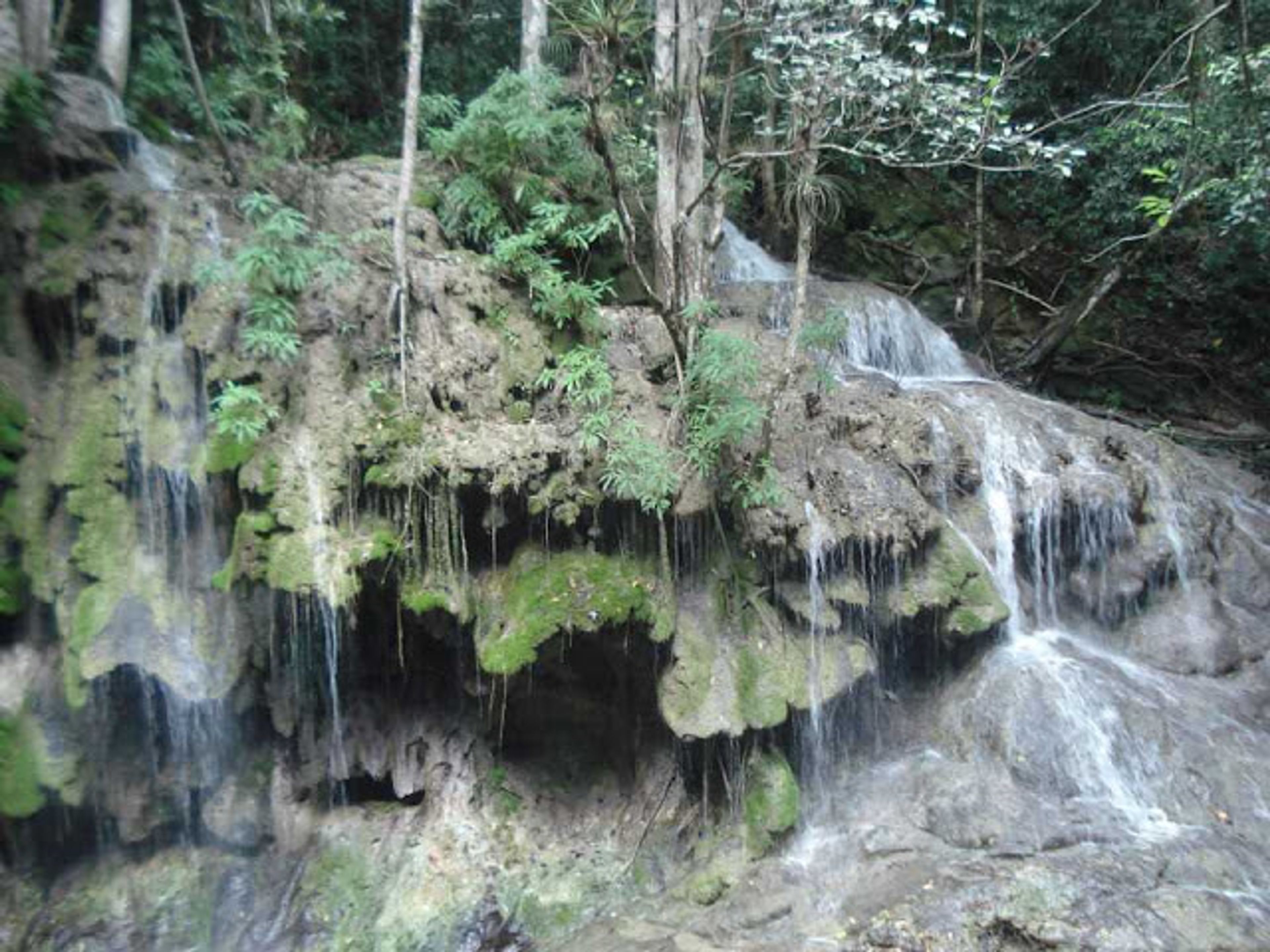 Excursión de senderismo "ÁREA PROTEGIDA DE RECURSOS MANEJADOS JOBO ROSADO". Jobo Rosado" Protected Area", Sactí Spíritus, Cuba.