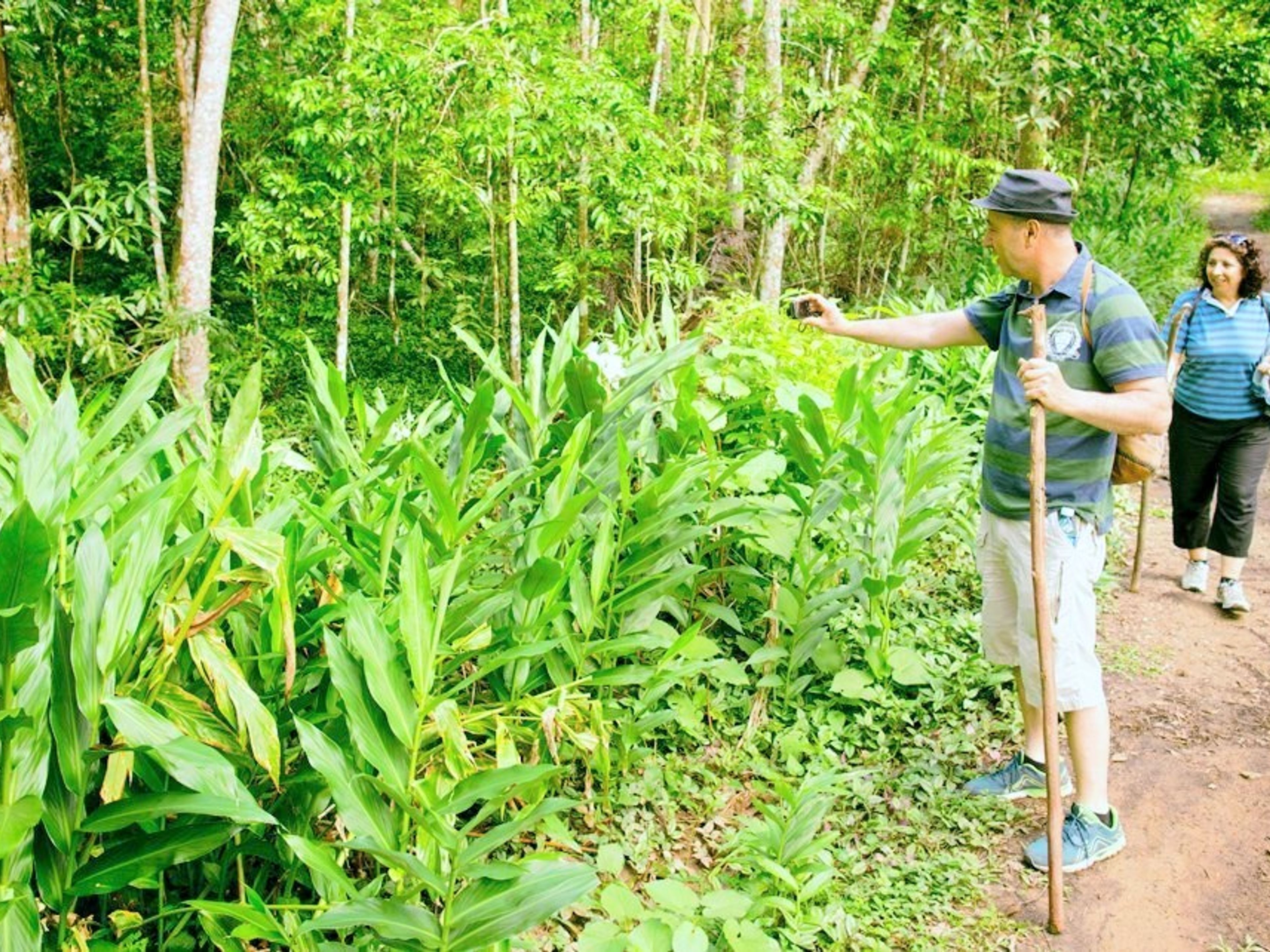 Excursión de senderismo "ÁREA PROTEGIDA DE RECURSOS MANEJADOS JOBO ROSADO". Jobo Rosado" Protected Area", Sactí Spíritus, Cuba.